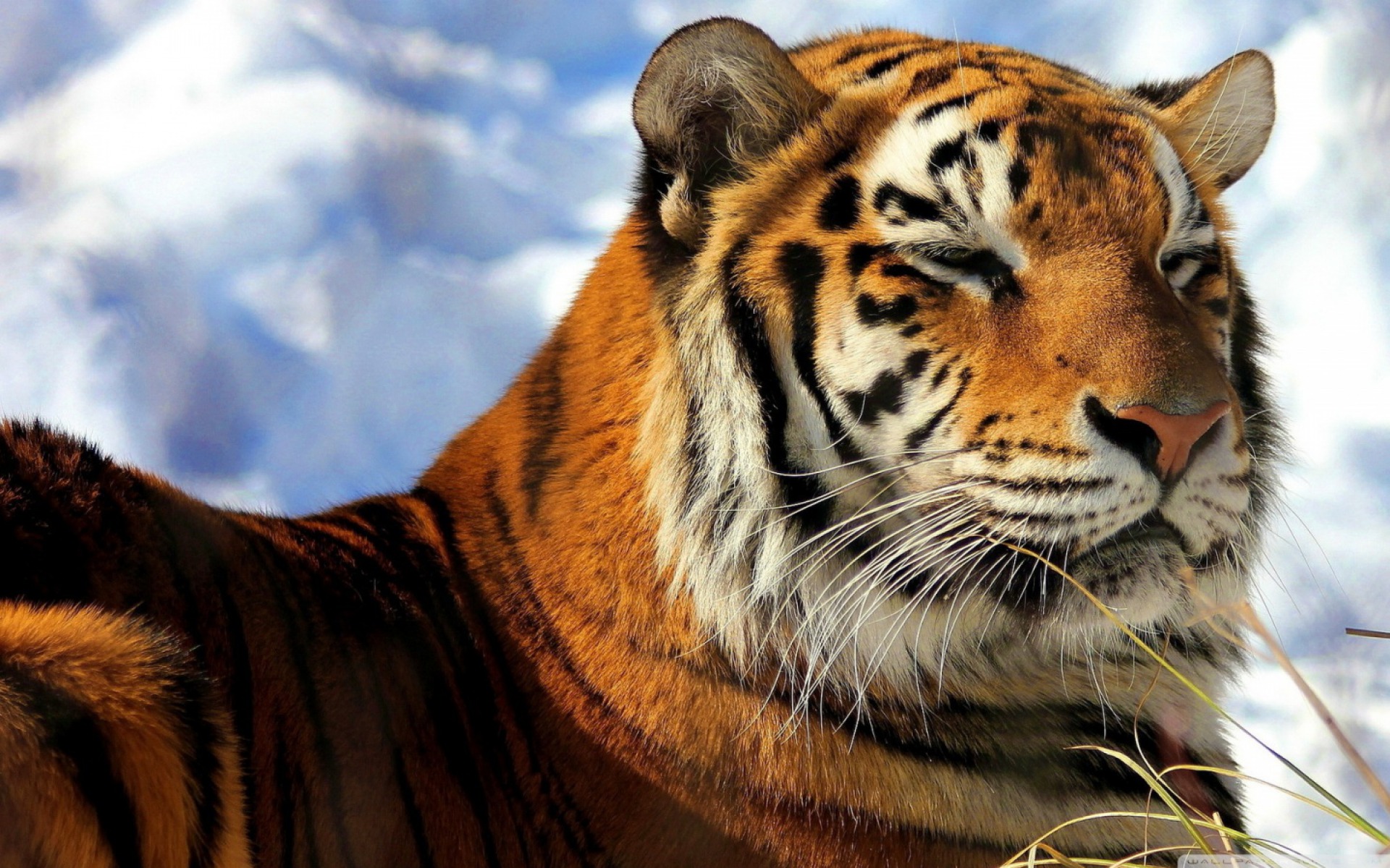 Handy-Wallpaper Katzen, Tiere, Tiger kostenlos herunterladen.