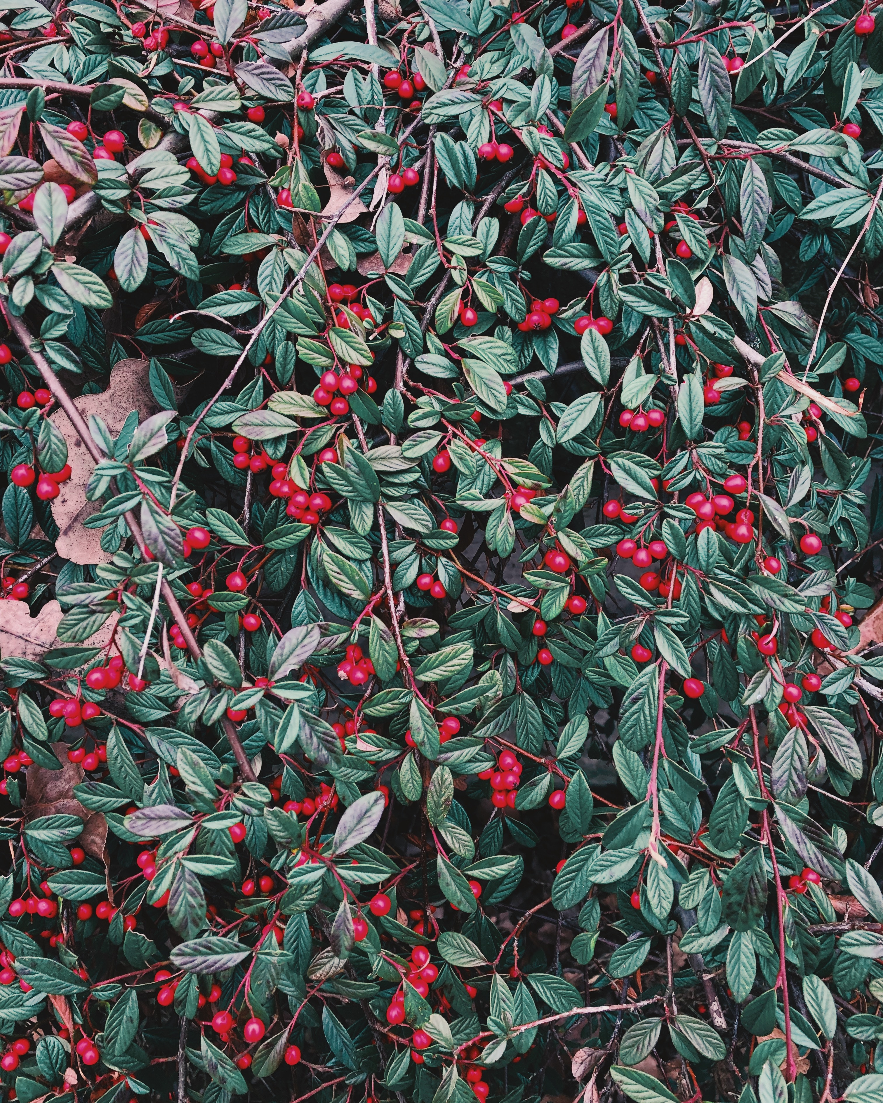 Laden Sie das Blätter, Berries, Geäst, Zweige, Natur, Pflanze-Bild kostenlos auf Ihren PC-Desktop herunter