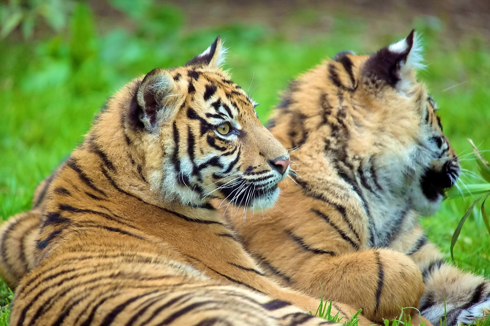 lie, animals, tigers, young, couple, pair, to lie down, cubs