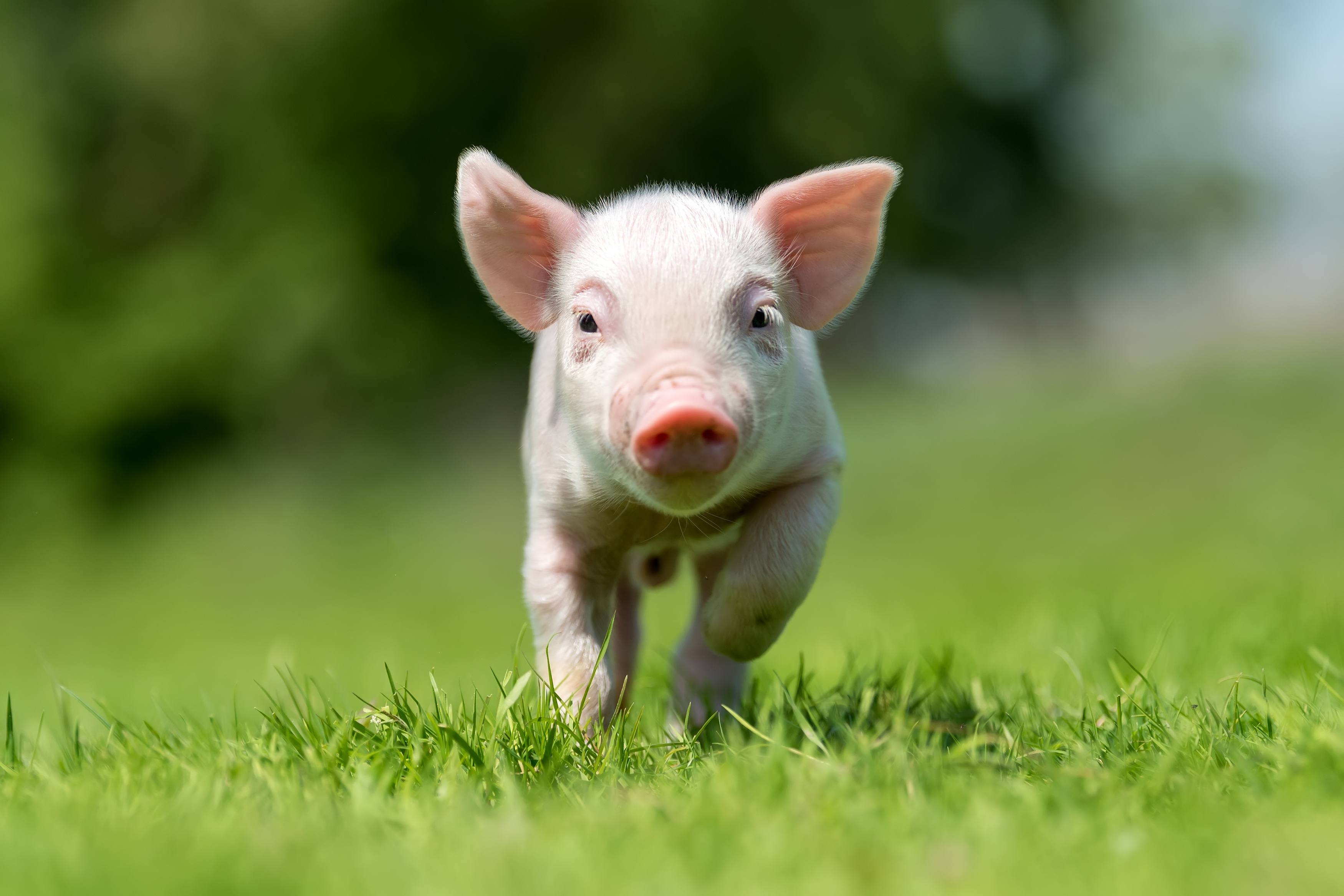 Download mobile wallpaper Animal, Pig, Baby Animal, Depth Of Field for free.