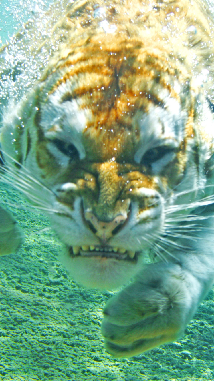 Handy-Wallpaper Tiere, Katzen, Schwimmen, Tiger, Unterwasser kostenlos herunterladen.