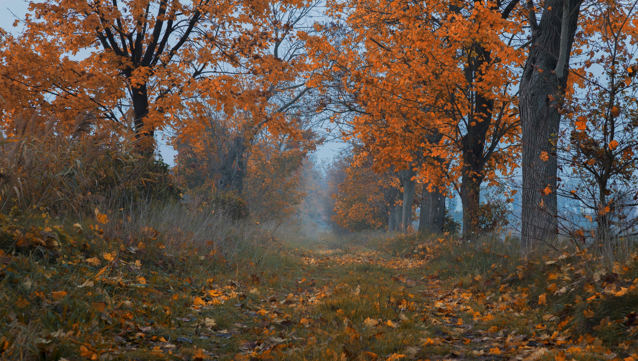 PCデスクトップに自然, 木, 秋, 道, 地球, 並木道画像を無料でダウンロード
