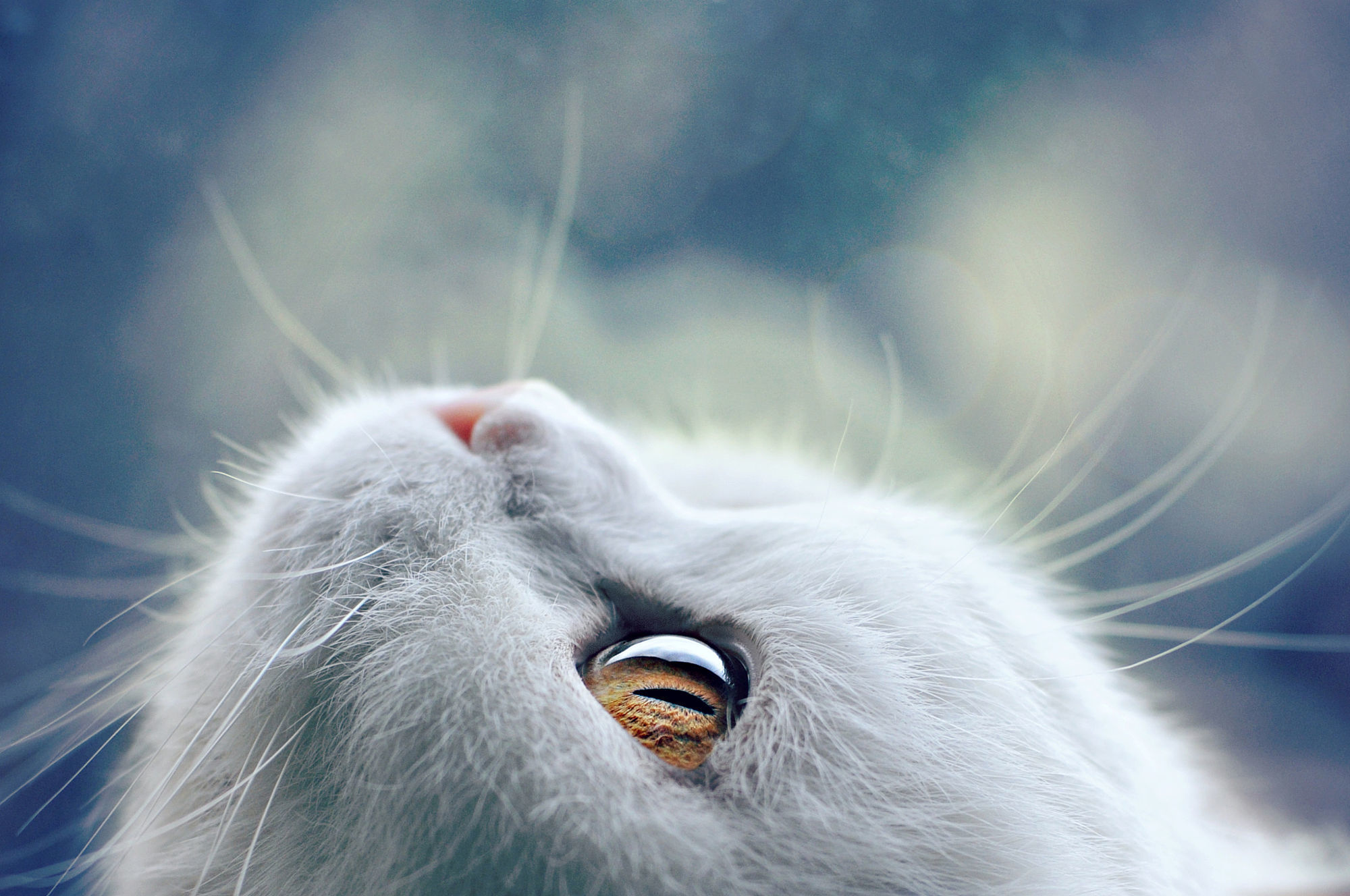 Download mobile wallpaper Cats, Cat, Muzzle, Animal for free.