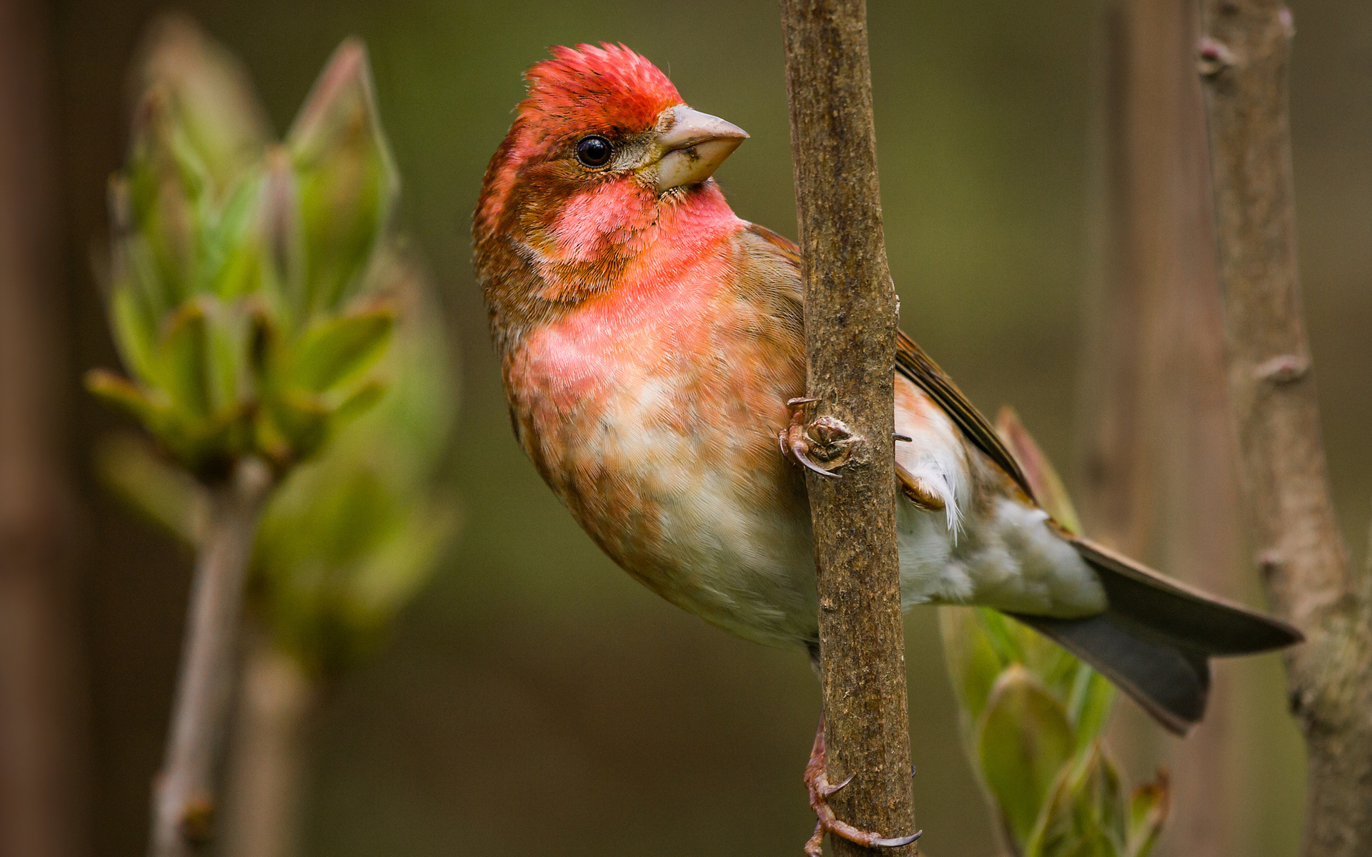 Download mobile wallpaper Bird, Animal for free.