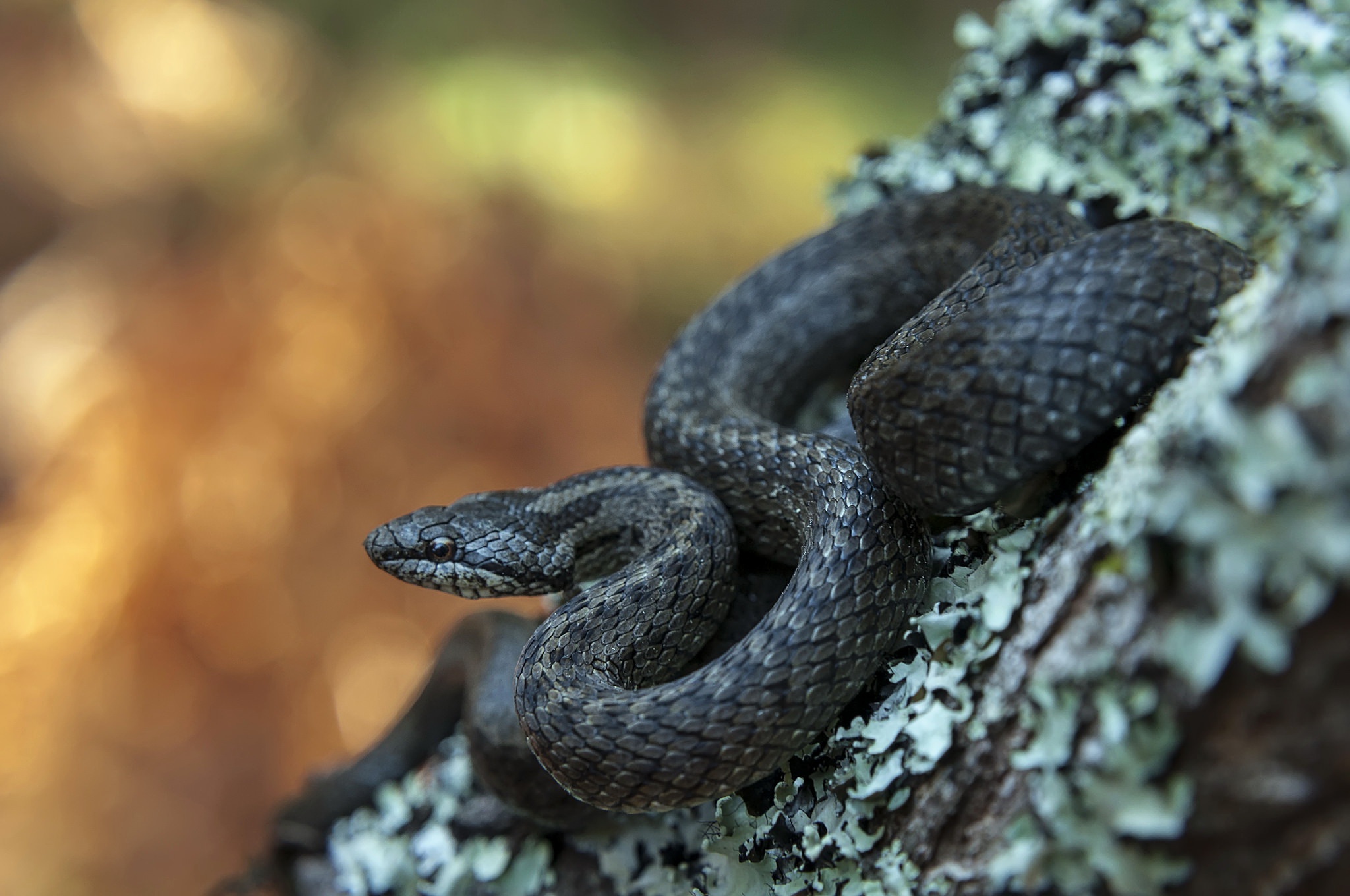Laden Sie das Tiere, Reptil, Schlange, Reptilien-Bild kostenlos auf Ihren PC-Desktop herunter