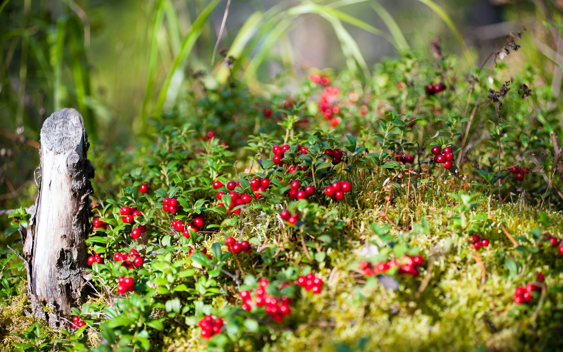 Handy-Wallpaper Landschaft, Natur, Frucht, Garten, Erde/natur, Planze kostenlos herunterladen.