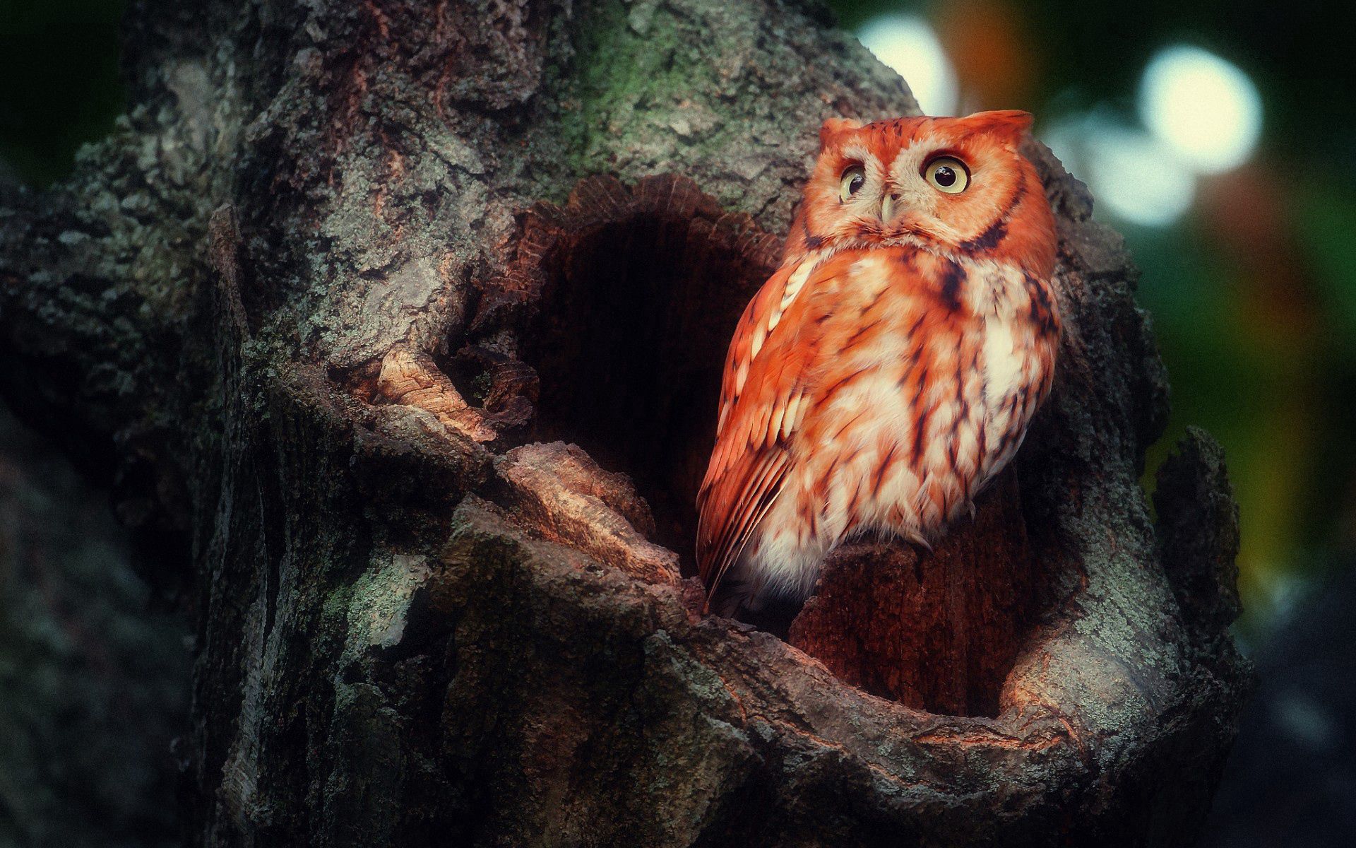 sight, animals, birds, owl, wood, tree, opinion, redhead, surprise, hollow