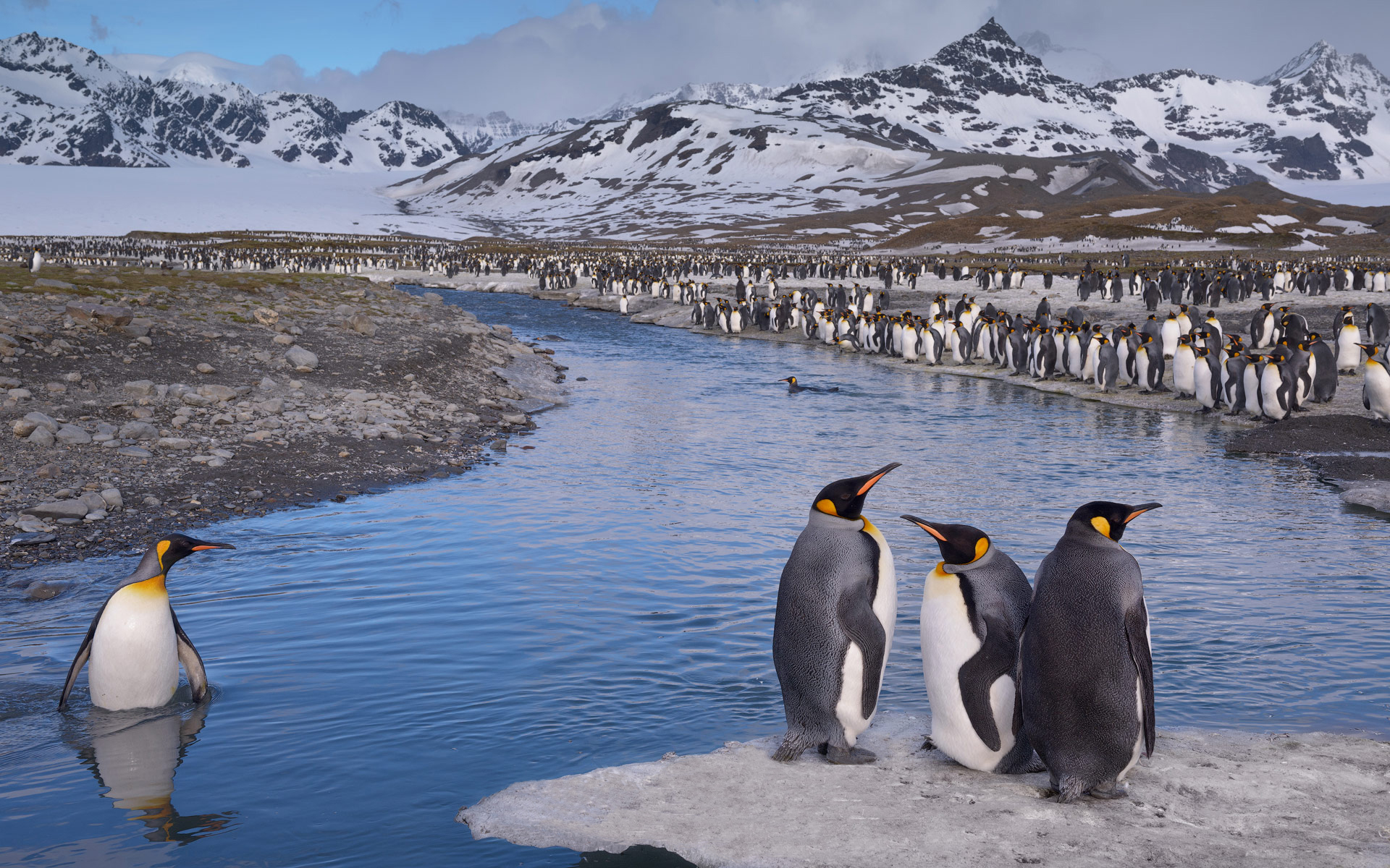 Laden Sie das Tiere, Vögel, Vogel, Pinguin, Königspinguin-Bild kostenlos auf Ihren PC-Desktop herunter