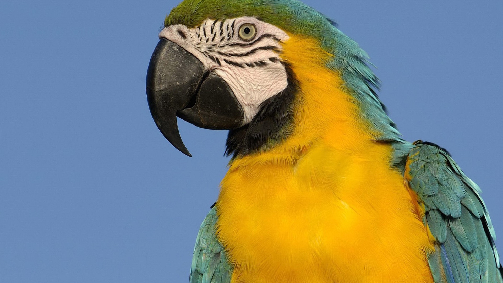 Descarga gratuita de fondo de pantalla para móvil de Guacamayo Azul Y Amarillo, Aves, Animales.