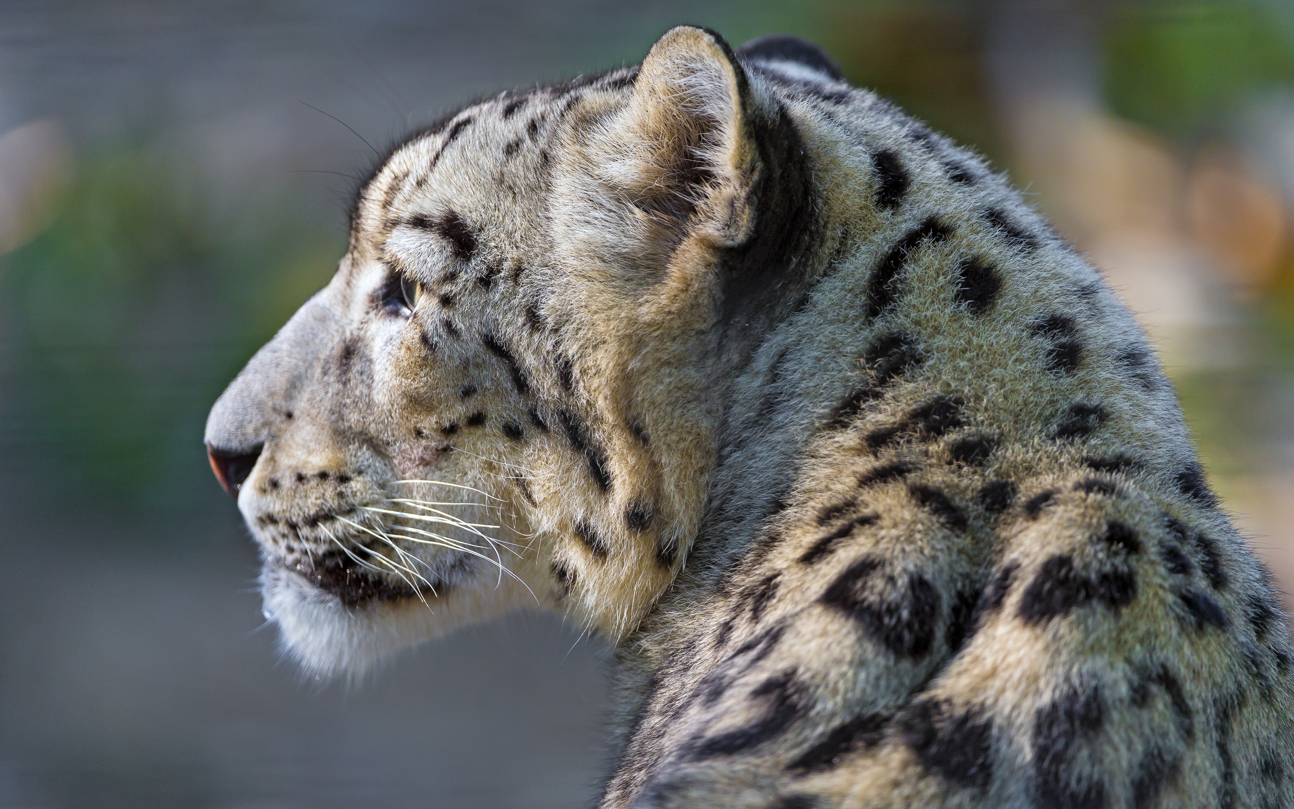 Descarga gratuita de fondo de pantalla para móvil de Leopardo De Las Nieves, Gatos, Animales.