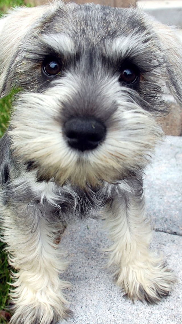 Download mobile wallpaper Dogs, Animal, Schnauzer for free.