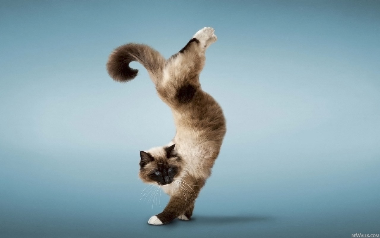 Free download wallpaper Cat, Animal on your PC desktop