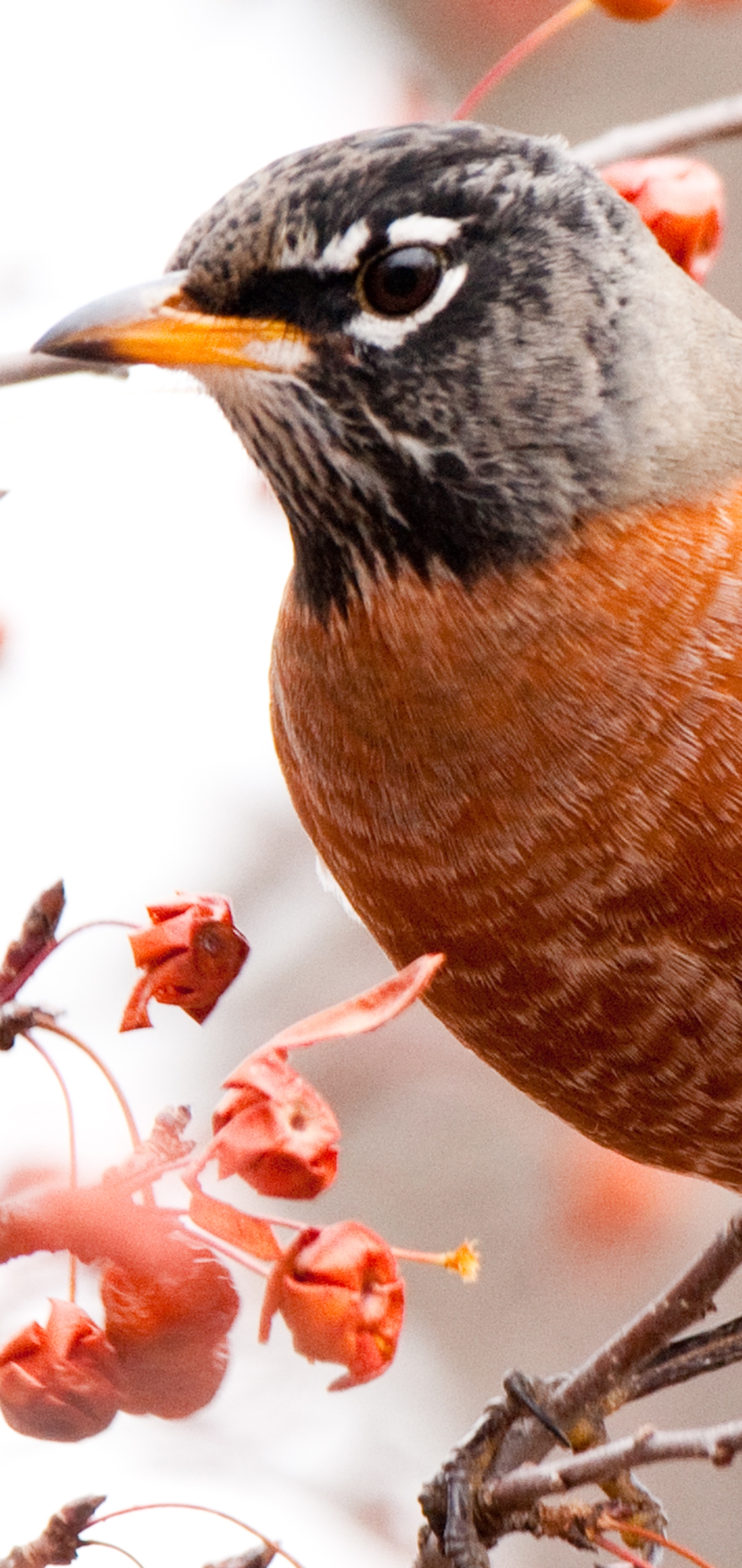 Download mobile wallpaper Birds, Animal, American Robin for free.