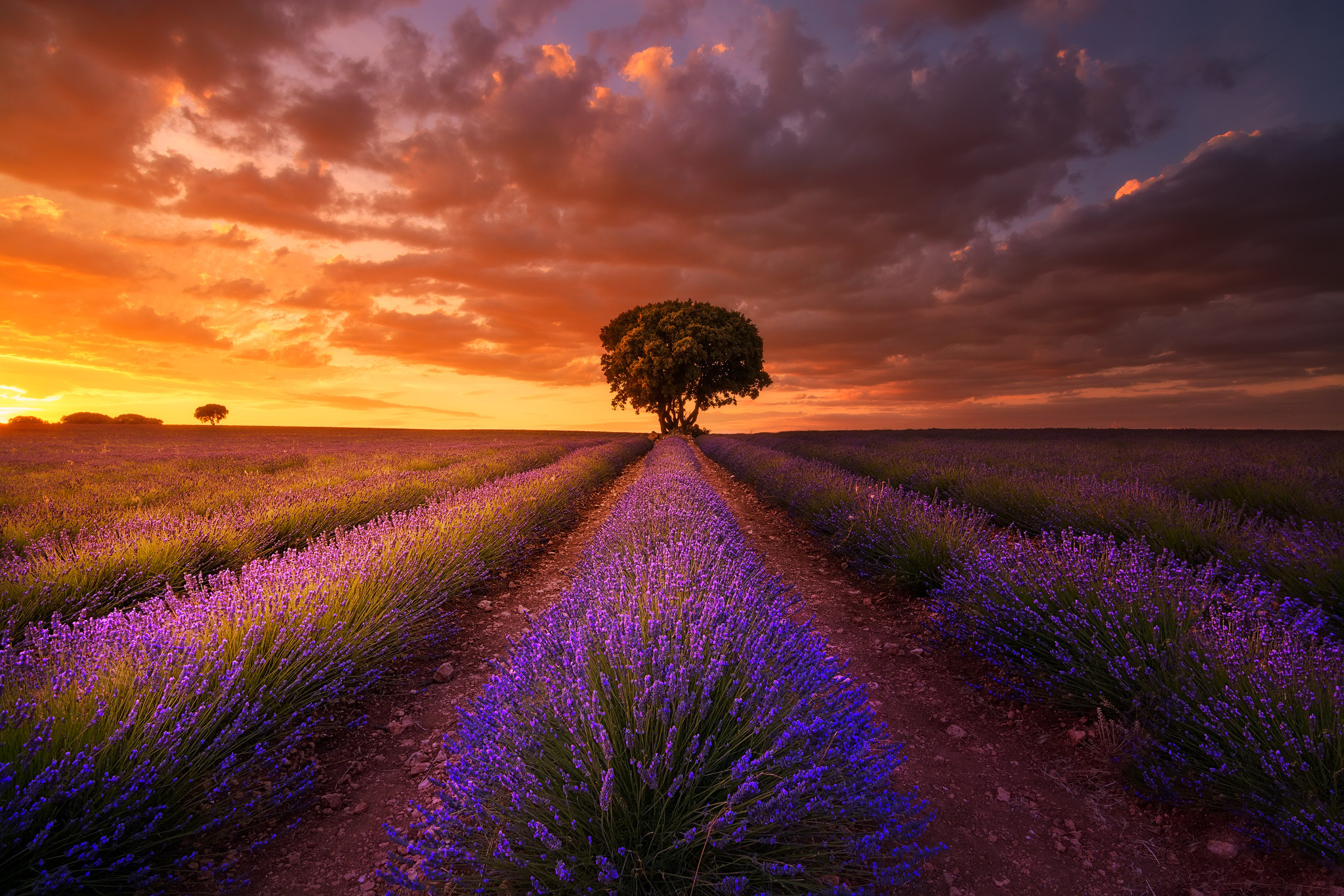 Free download wallpaper Flowers, Sunset, Earth, Field, Cloud, Lavender on your PC desktop