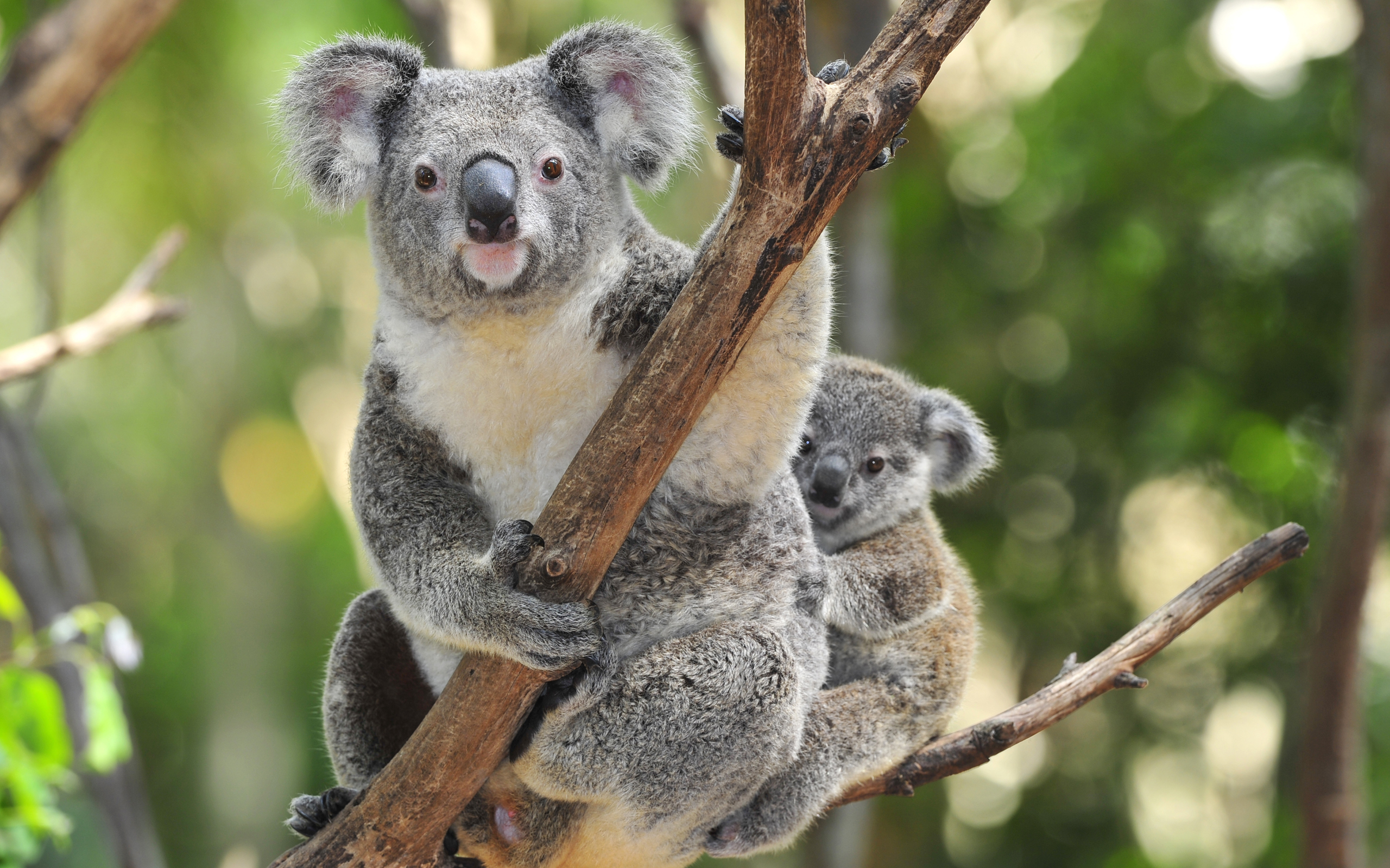 563967 скачать картинку детеныш животного, коала, животные - обои и заставки бесплатно