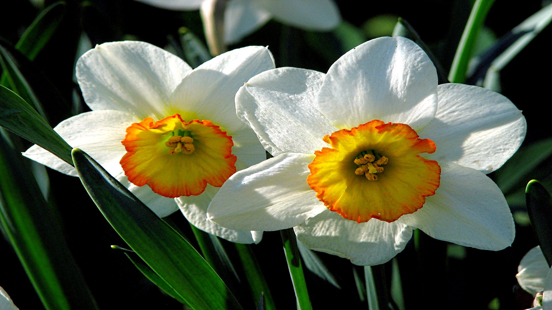 daffodil, earth, narcissus, flowers