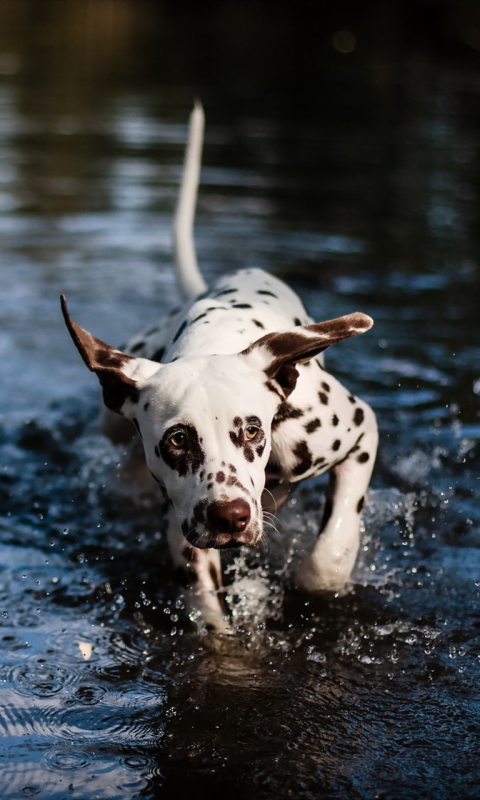 Download mobile wallpaper Dogs, Water, Dog, Muzzle, Splash, Animal, Dalmatian for free.
