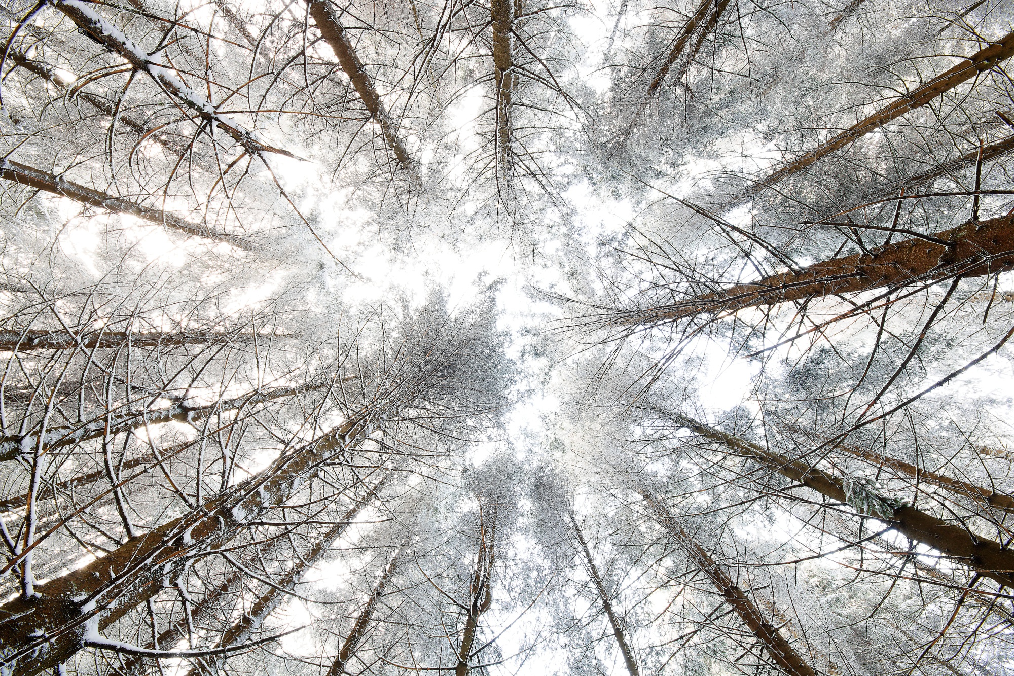 Скачать обои бесплатно Зима, Природа, Дерево, Навес, Земля/природа картинка на рабочий стол ПК