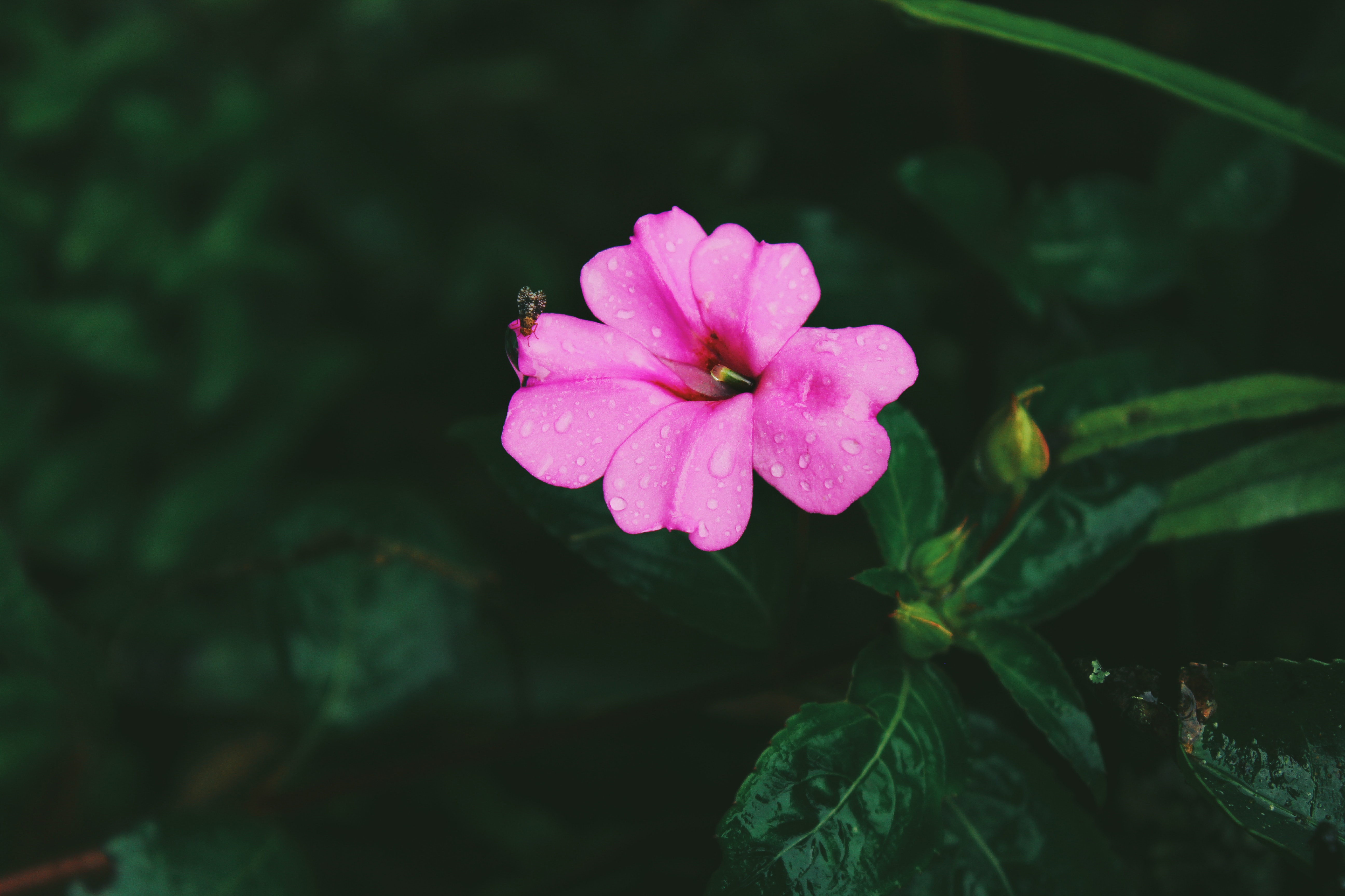 pink, leaves, drops, flower, macro 1080p
