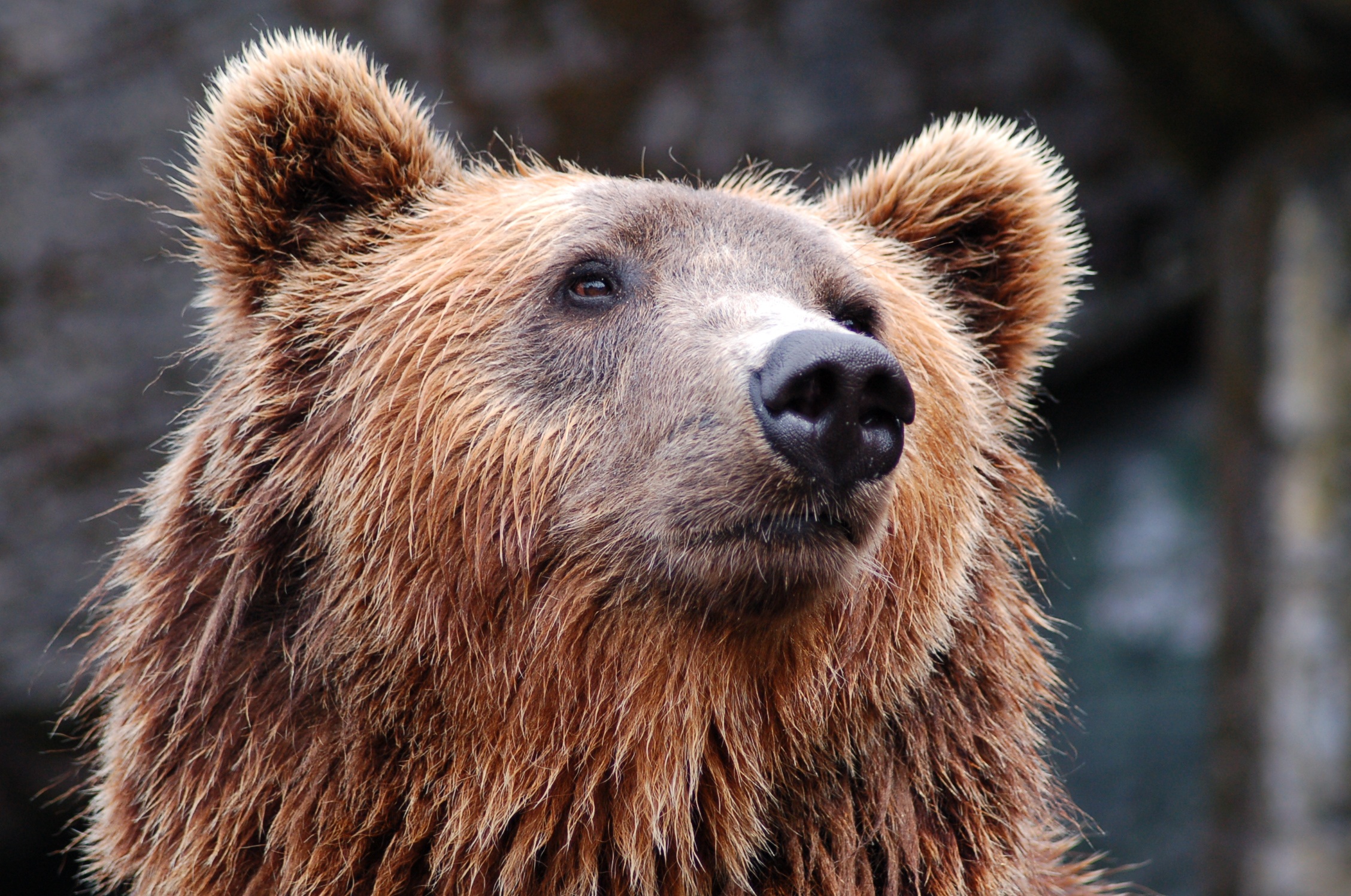 151935 baixar imagens animais, focinho, pelagem, pele, urso marrom, urso pardo - papéis de parede e protetores de tela gratuitamente