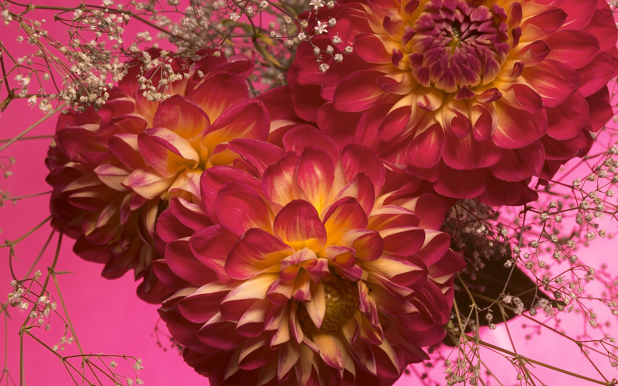 Free download wallpaper Flowers, Flower, Earth, Ariel Rebel on your PC desktop