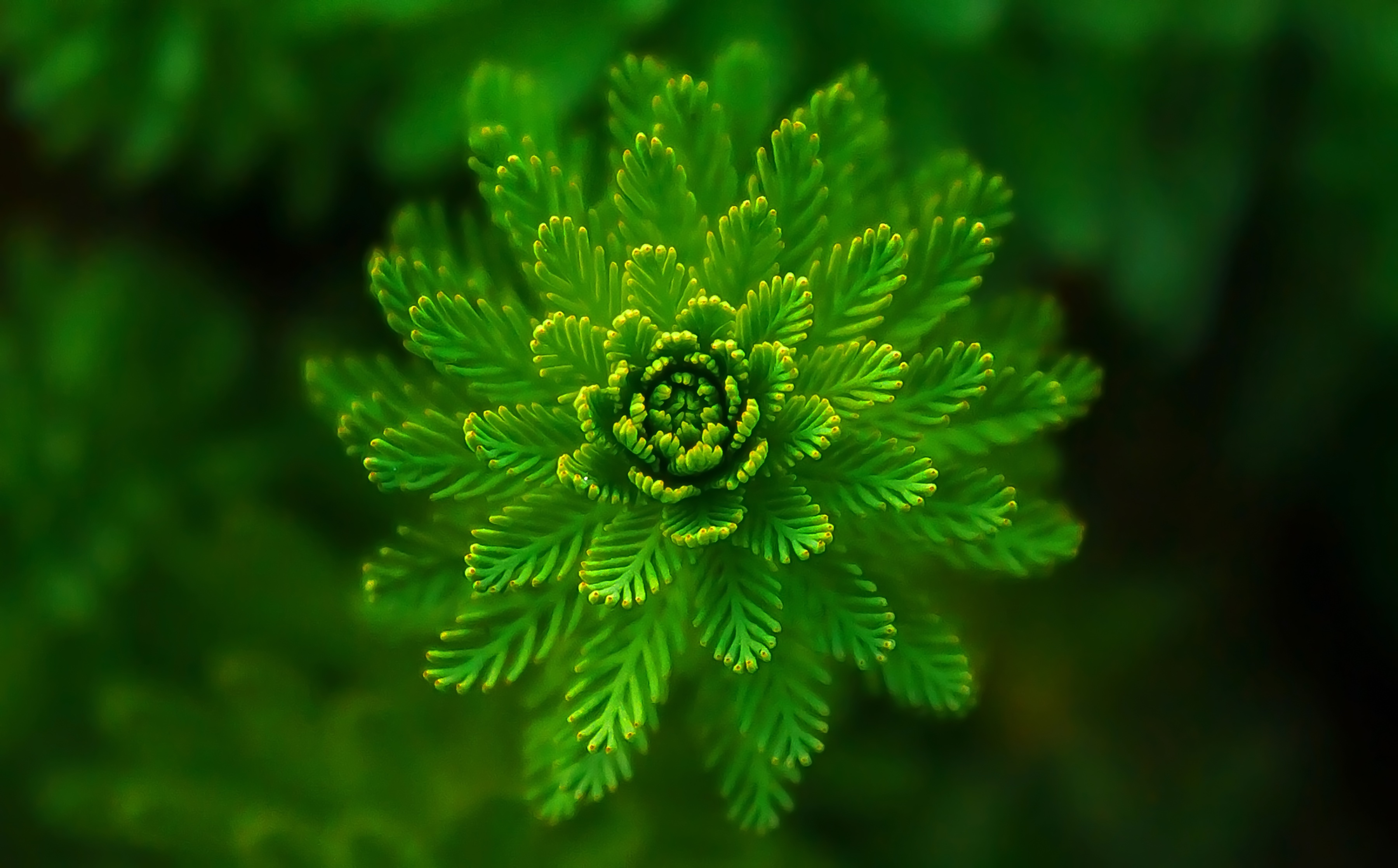 Free download wallpaper Algae, Close Up, Macro, Seaweed, Plant on your PC desktop