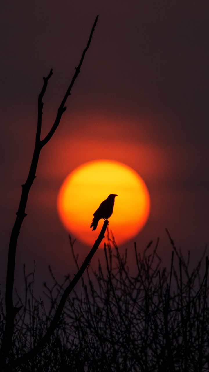 Handy-Wallpaper Tiere, Vögel, Silhouette, Vogel, Ast, Zweig, Sonnenuntergang, Sonne kostenlos herunterladen.