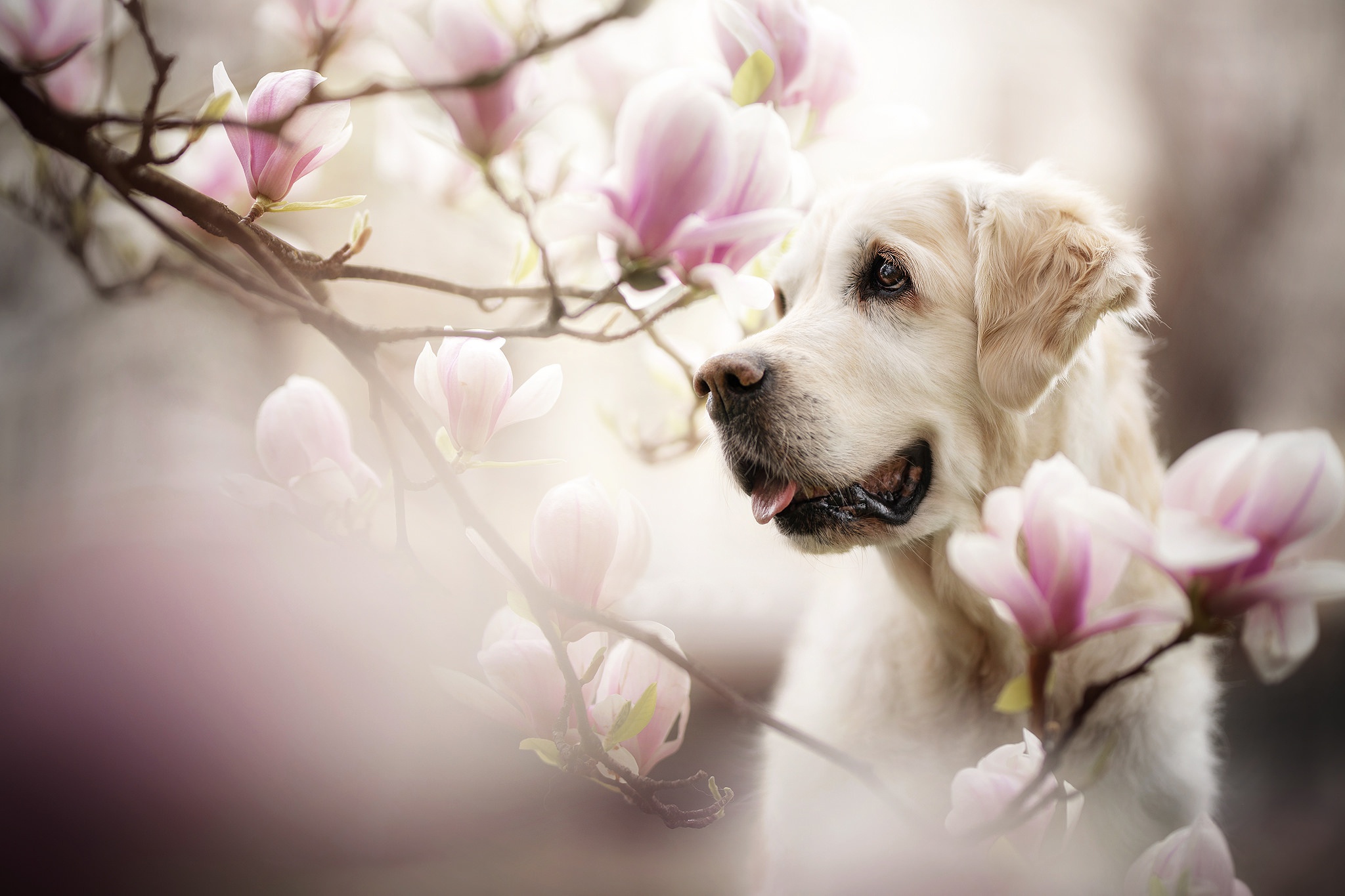 Handy-Wallpaper Tiere, Hunde, Hund, Golden Retriever, Blüte kostenlos herunterladen.