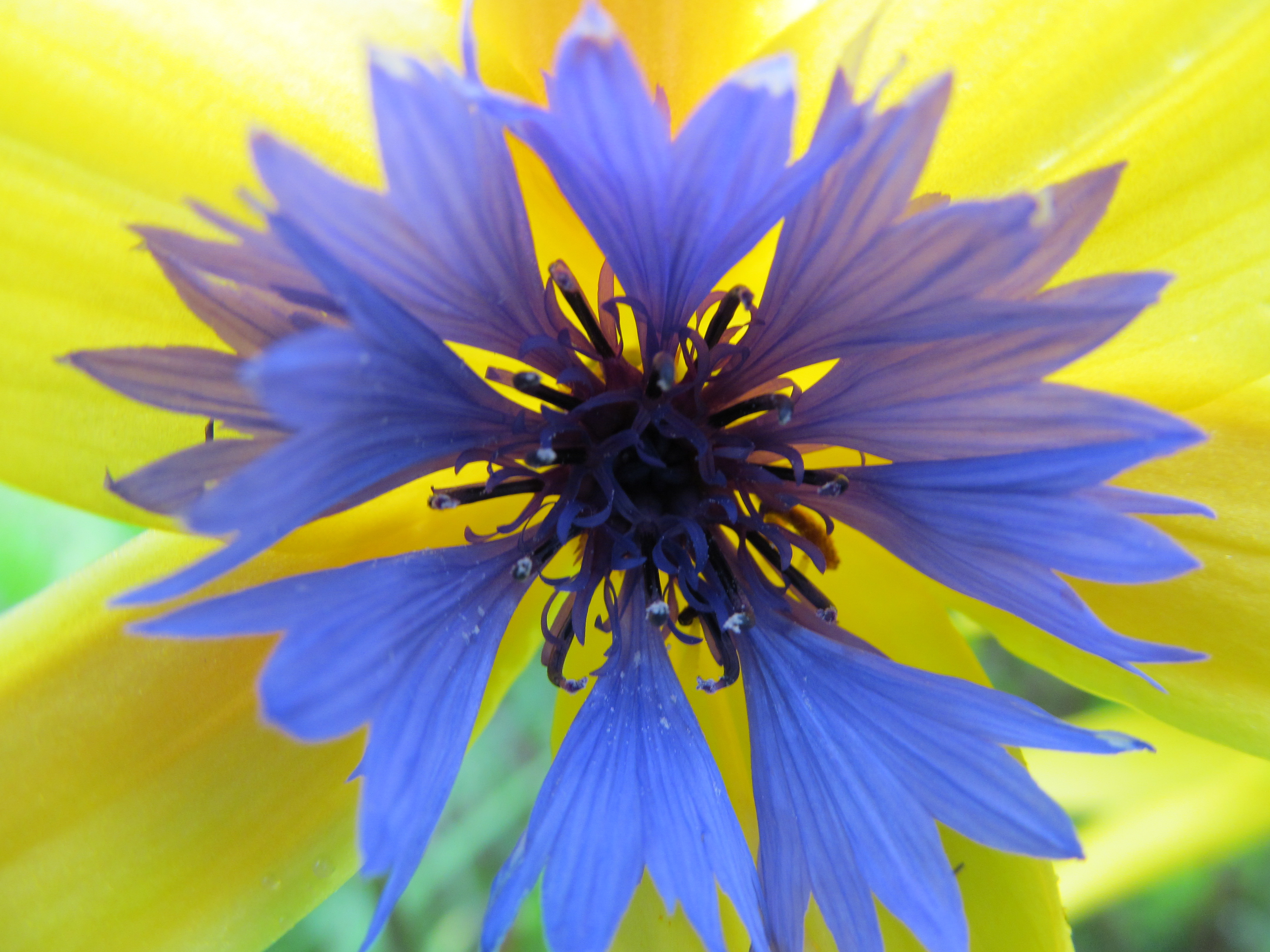 Téléchargez gratuitement l'image Fleurs, Fleur, Terre/nature sur le bureau de votre PC