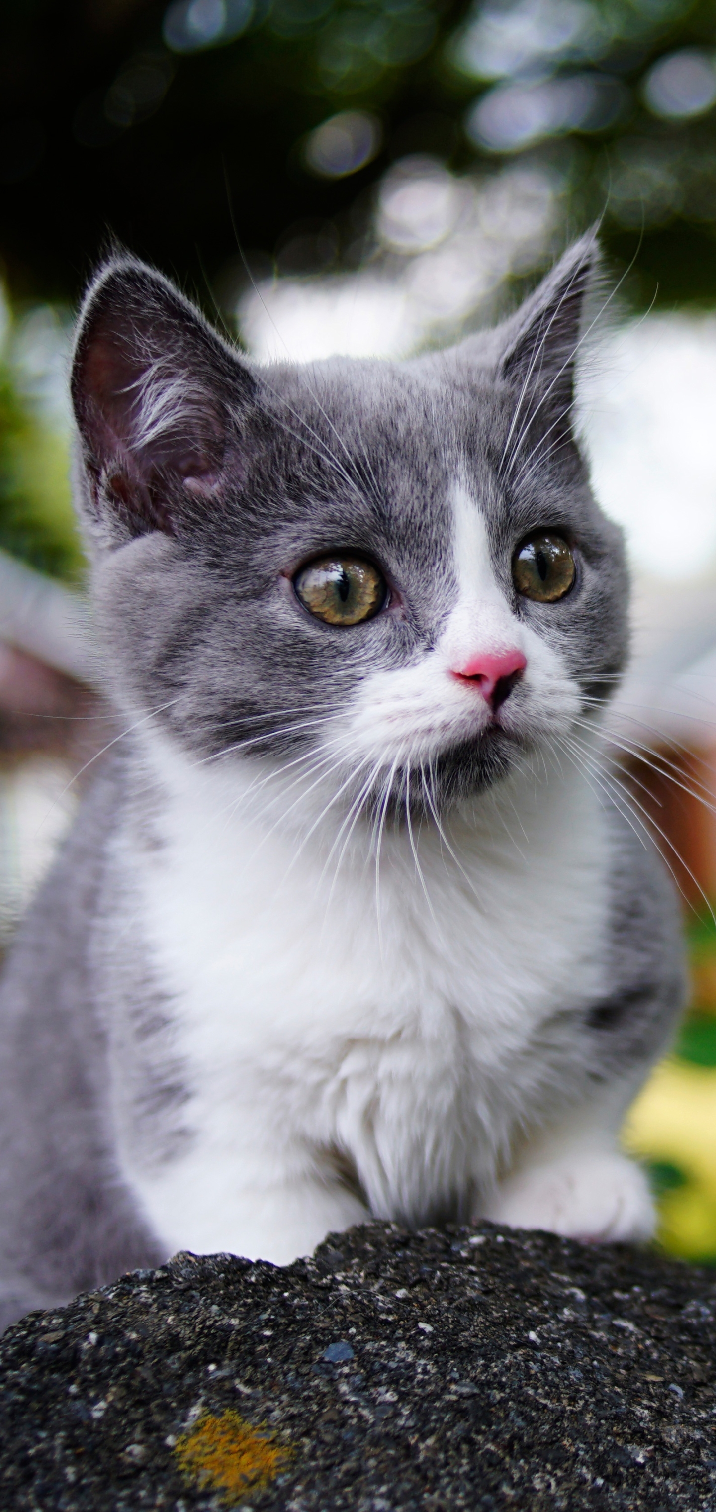 Baixe gratuitamente a imagem Animais, Gatos, Gato na área de trabalho do seu PC