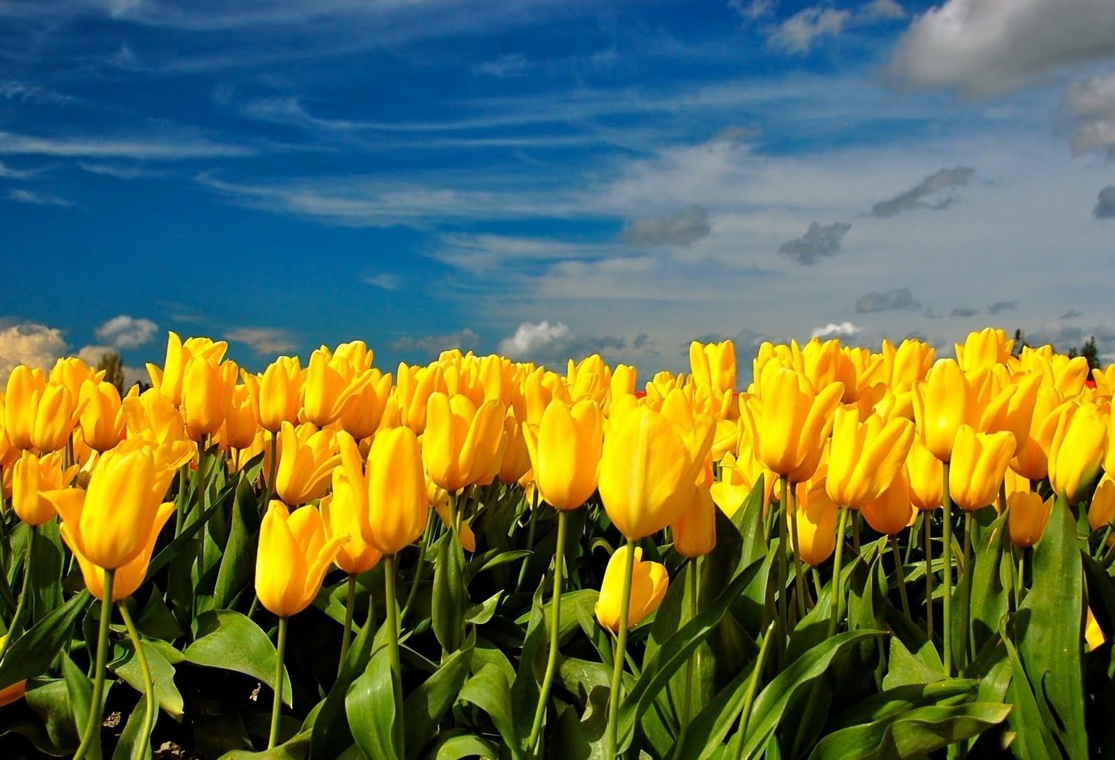Download mobile wallpaper Flowers, Flower, Earth, Field, Tulip, Yellow Flower for free.