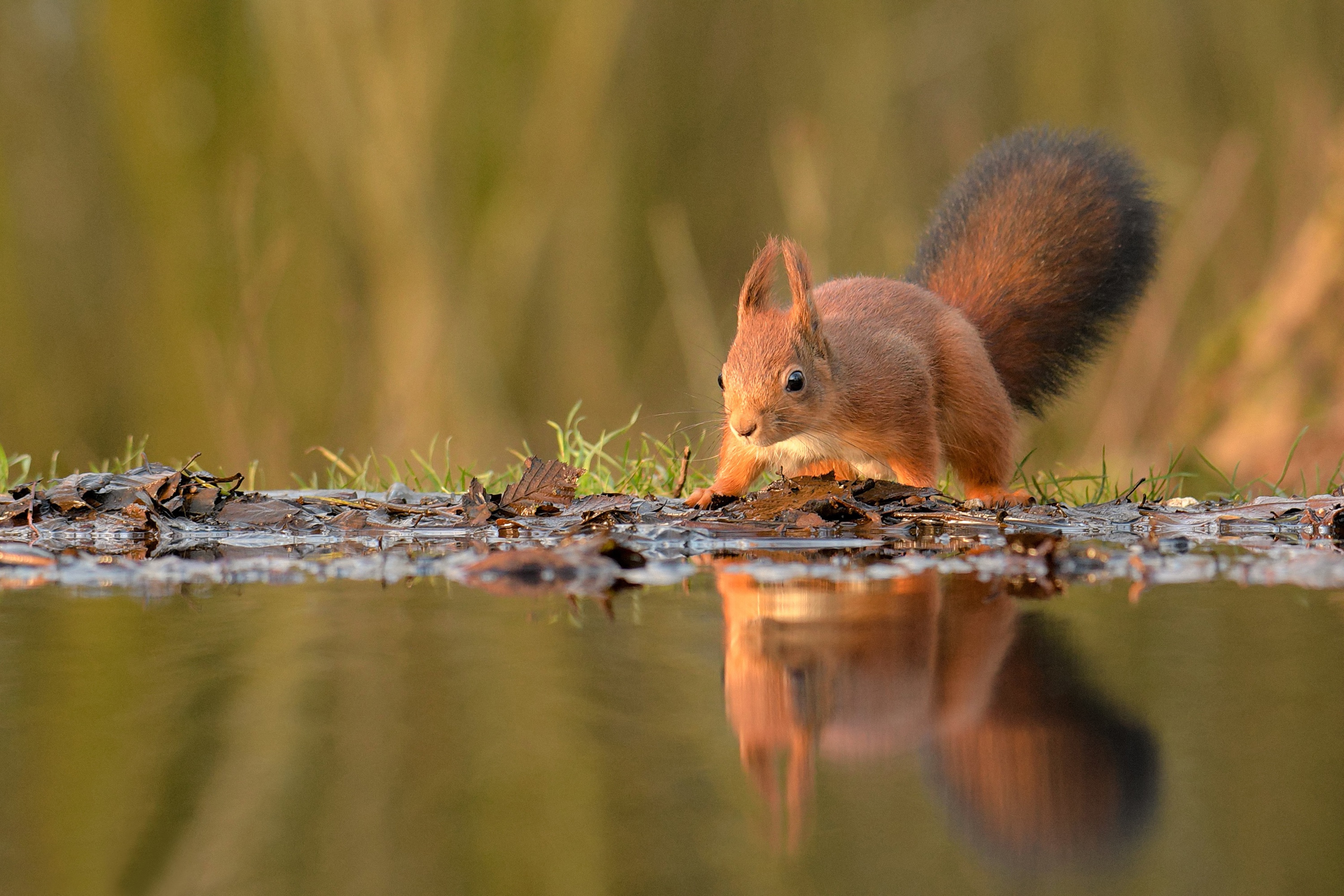 Laden Sie das Tiere, Eichhörnchen, Nagetier, Spiegelung-Bild kostenlos auf Ihren PC-Desktop herunter