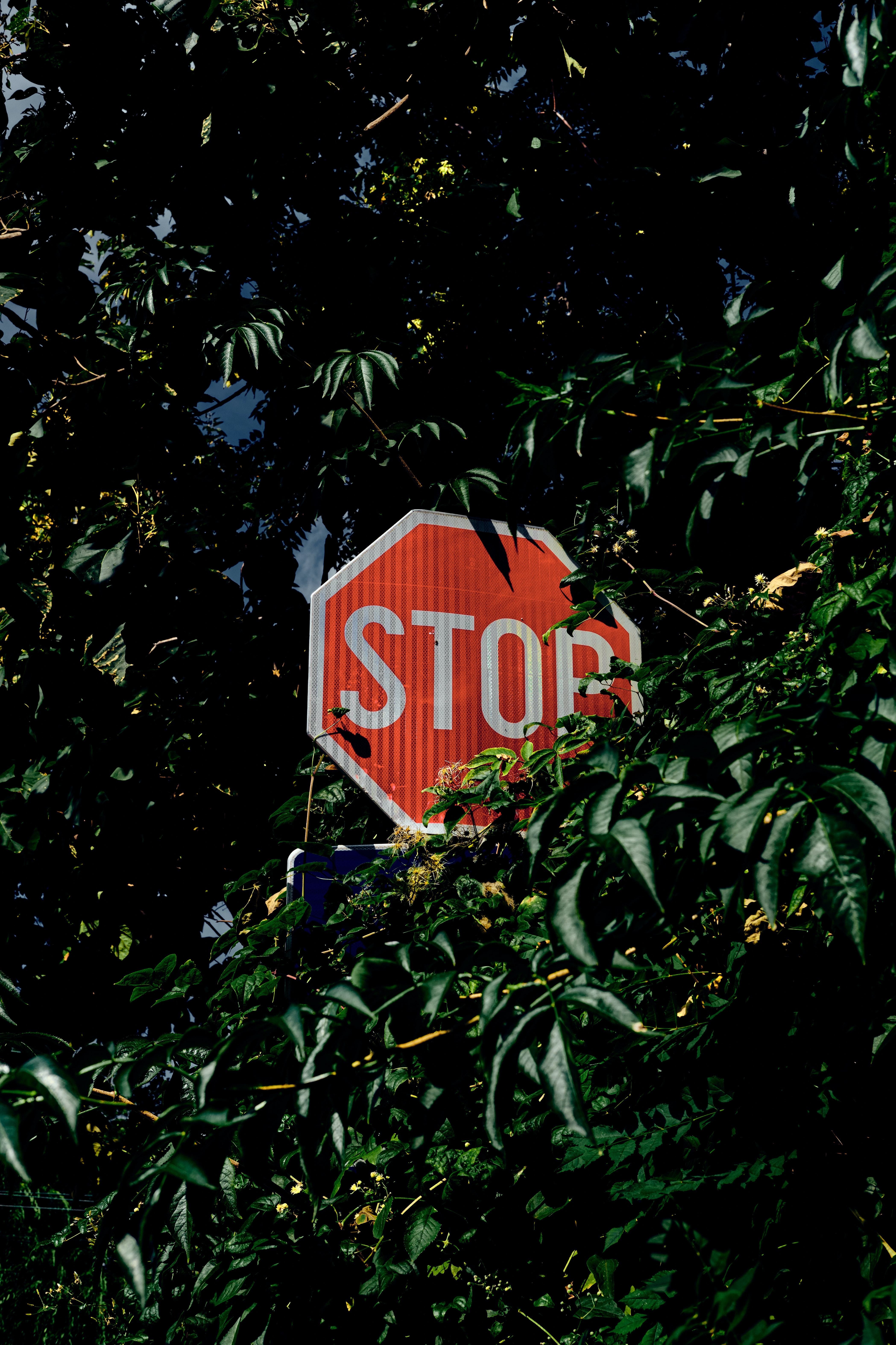 words, trees, bush, inscription, sign, stop, caution, watch out
