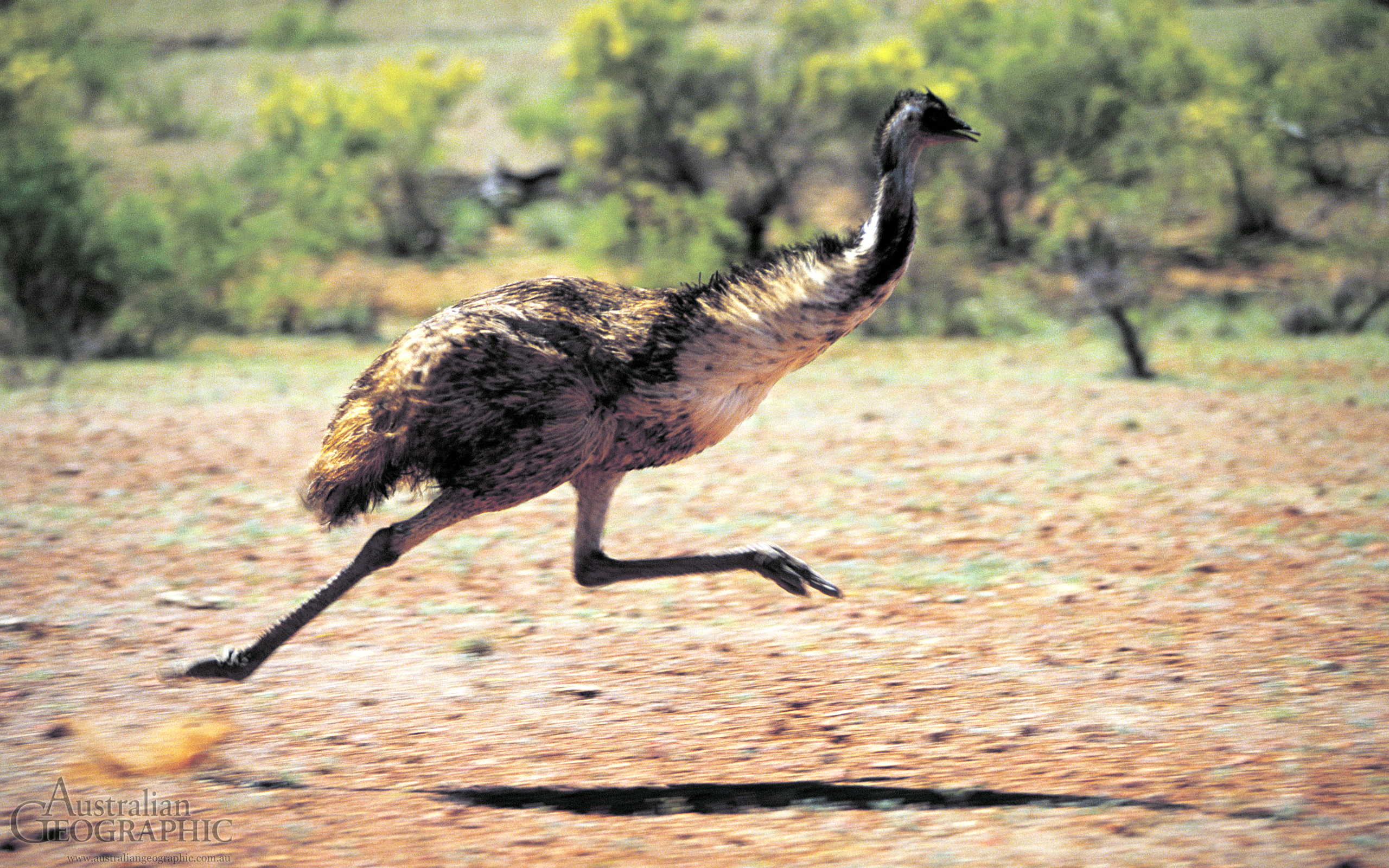 308517 Bild herunterladen tiere, emu, vögel - Hintergrundbilder und Bildschirmschoner kostenlos