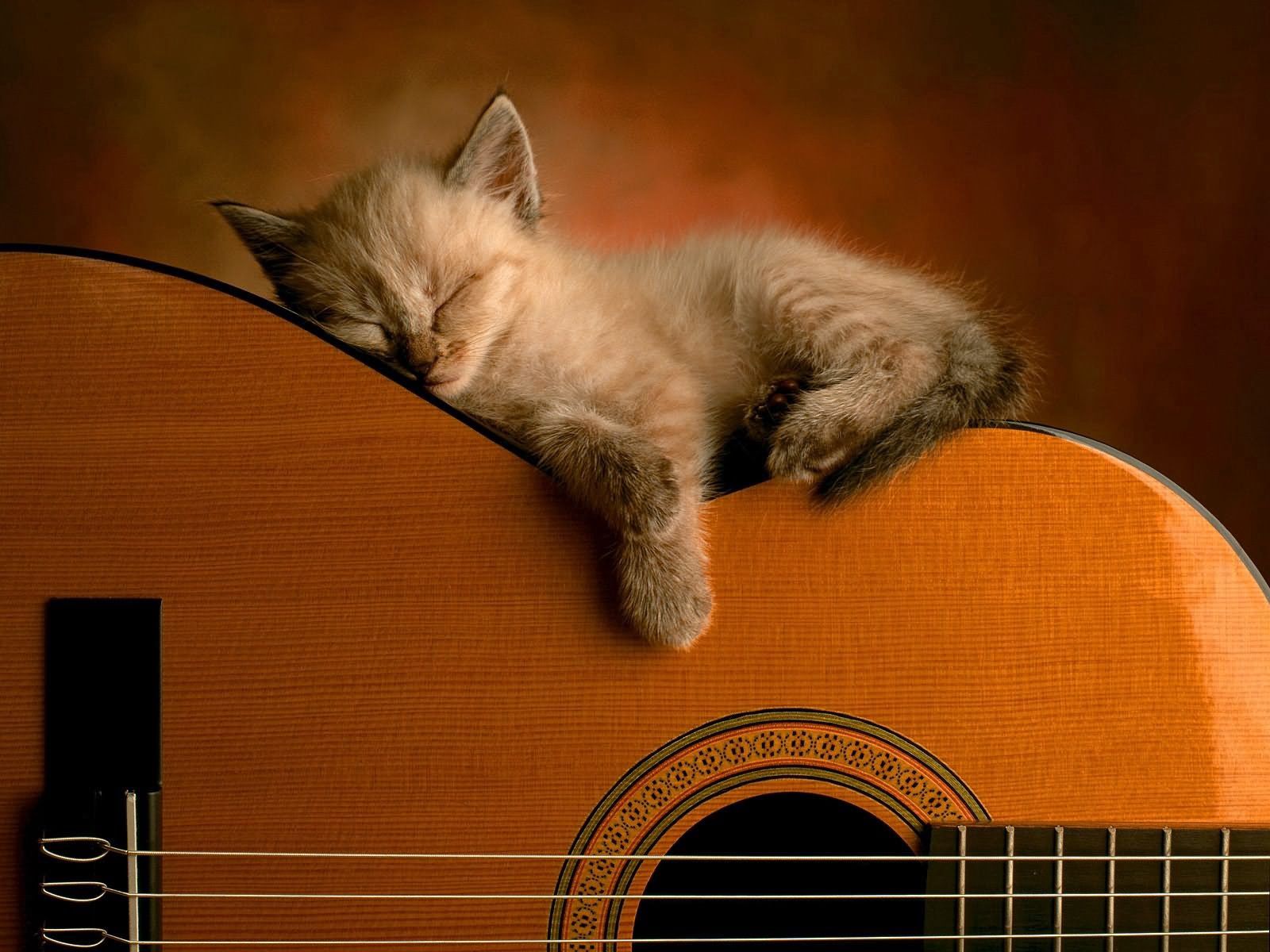 Download mobile wallpaper Dream, Animals, Lie, Sleep, Kitty, To Lie Down, Kitten, Guitar for free.