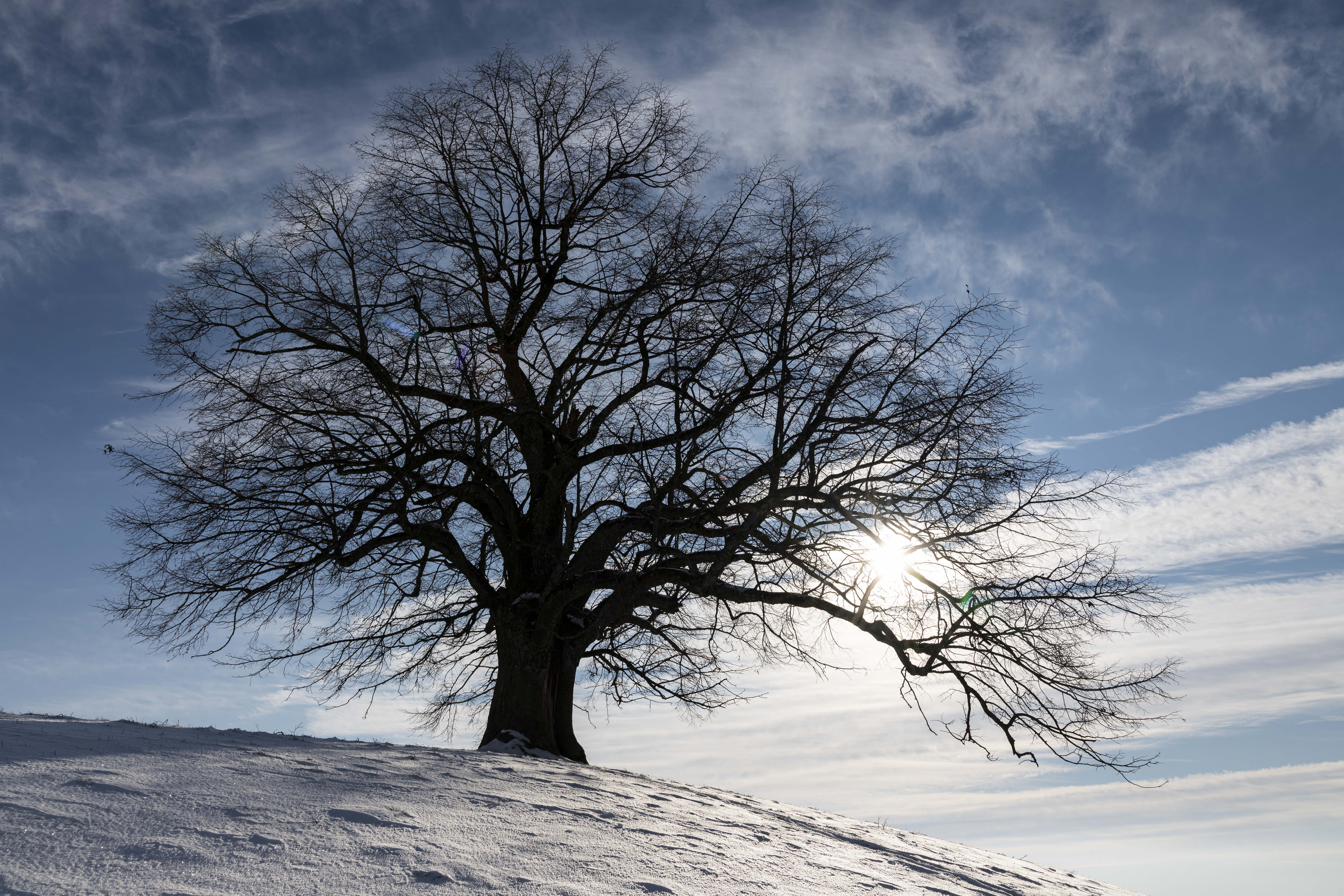 Скачать картинку Снег, Дерево, Силуэт, Зима, Пейзаж, Природа в телефон бесплатно.