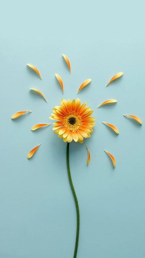 Download mobile wallpaper Flowers, Flower, Artistic, Yellow Flower, Minimalist for free.