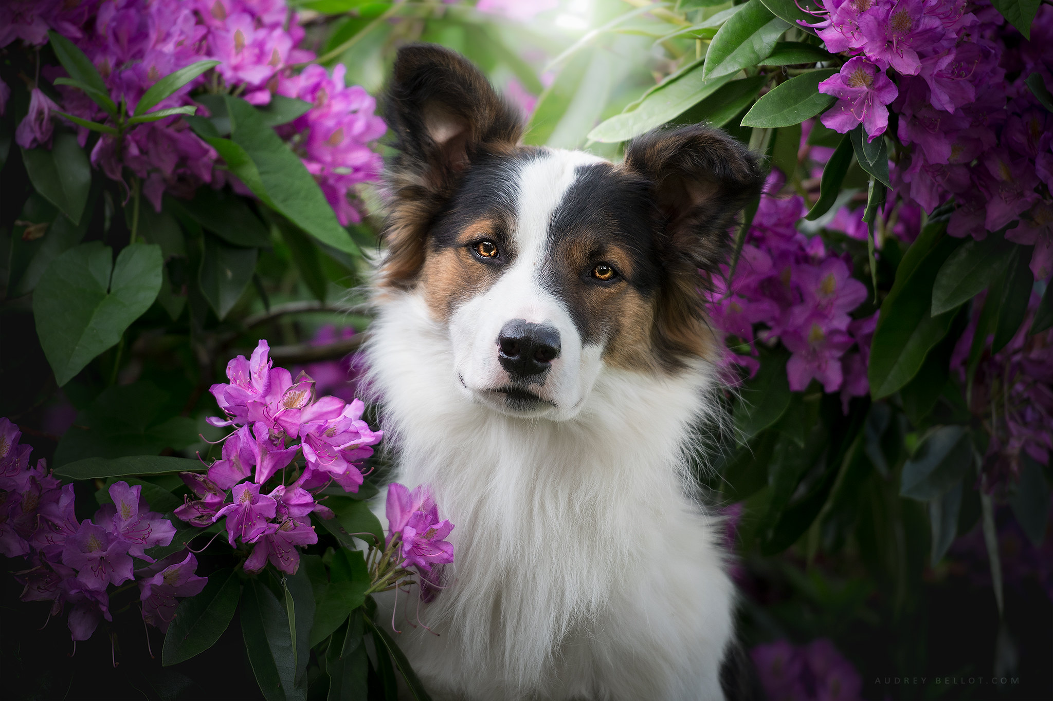 Download mobile wallpaper Dogs, Flower, Dog, Animal, Australian Shepherd, Cute for free.