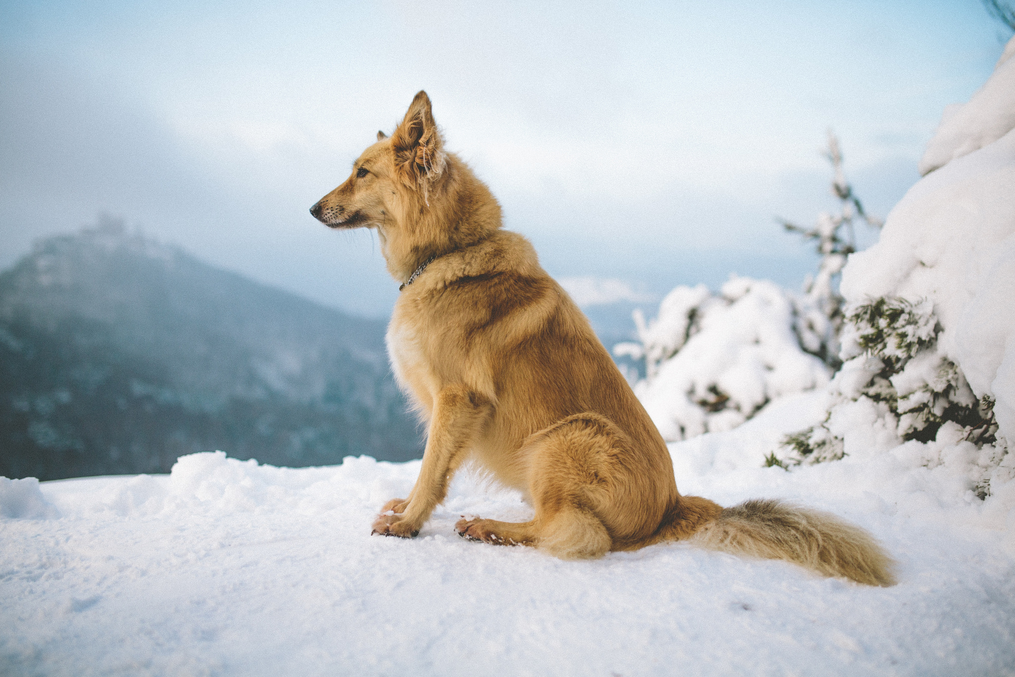 Завантажити шпалери безкоштовно Зима, Собаки, Сніг, Пес, Тварина картинка на робочий стіл ПК