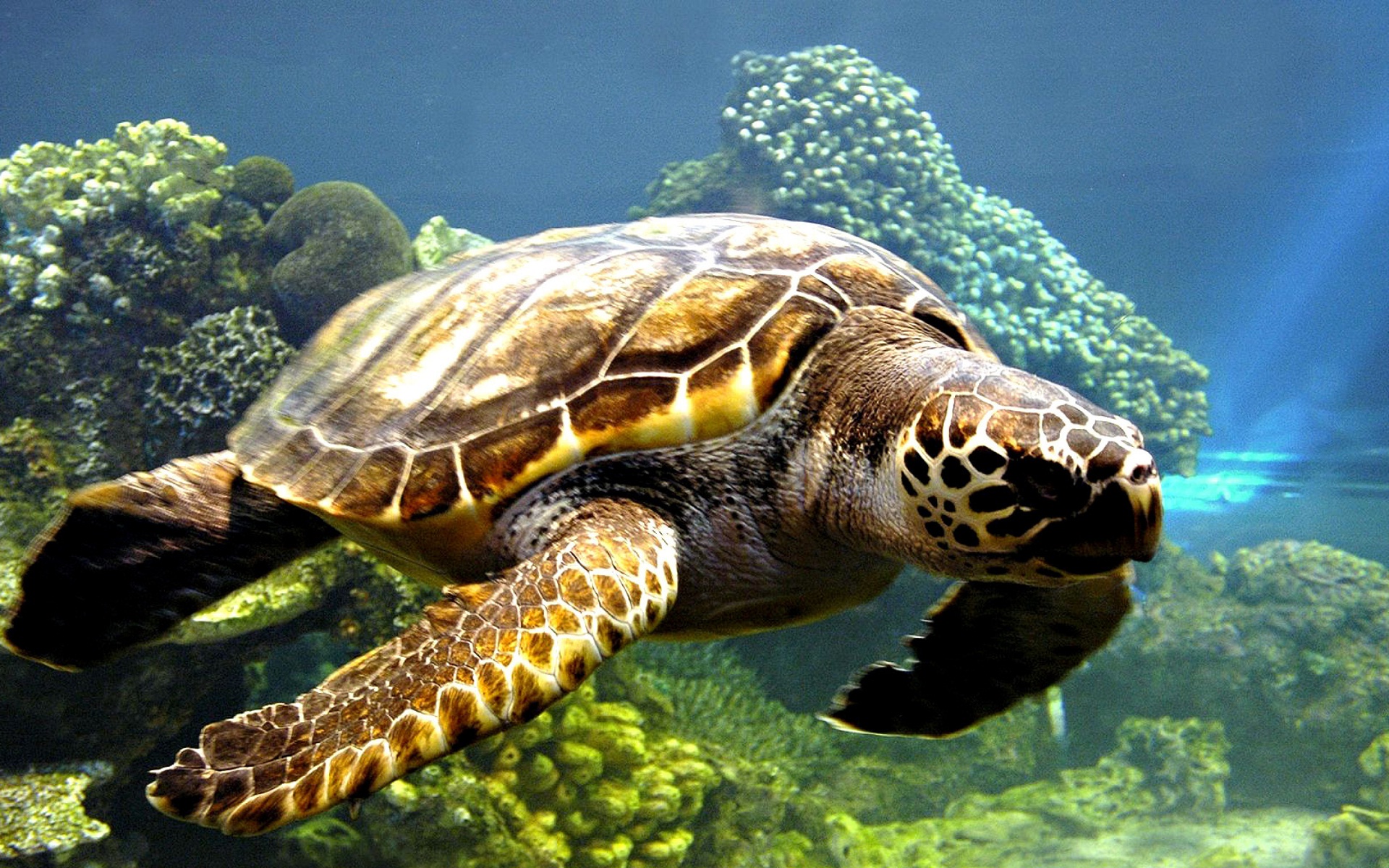 animal, sea turtle, underwater