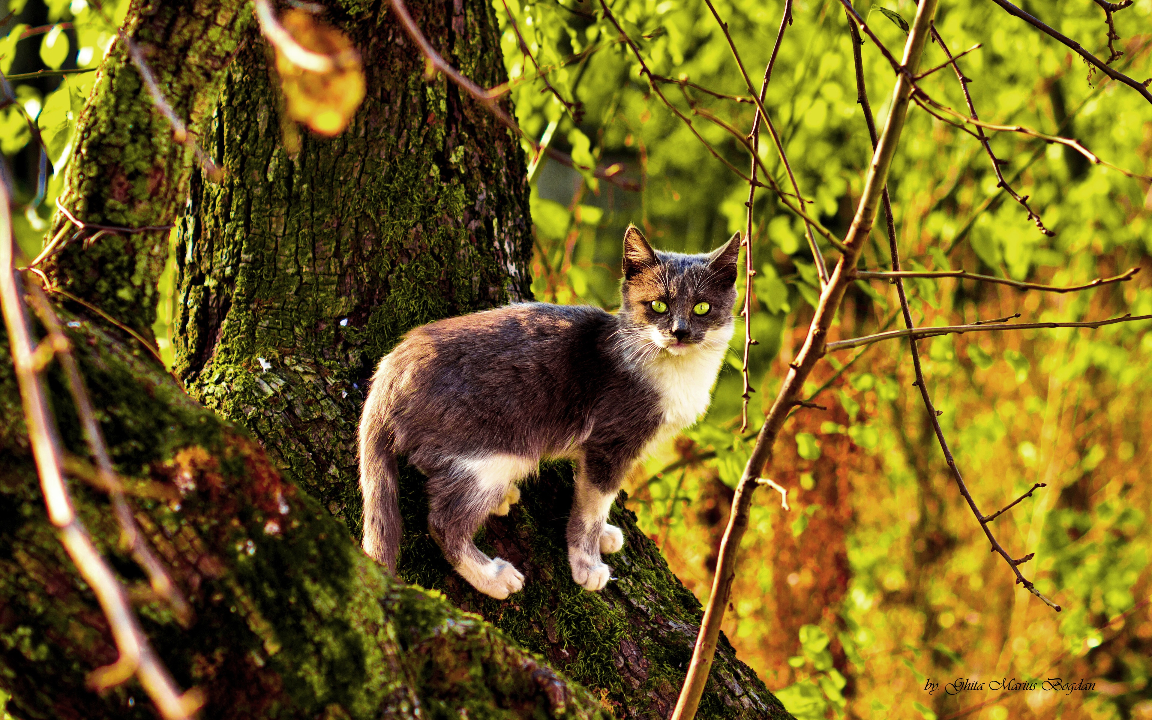 Download mobile wallpaper Cats, Cat, Fall, Animal for free.