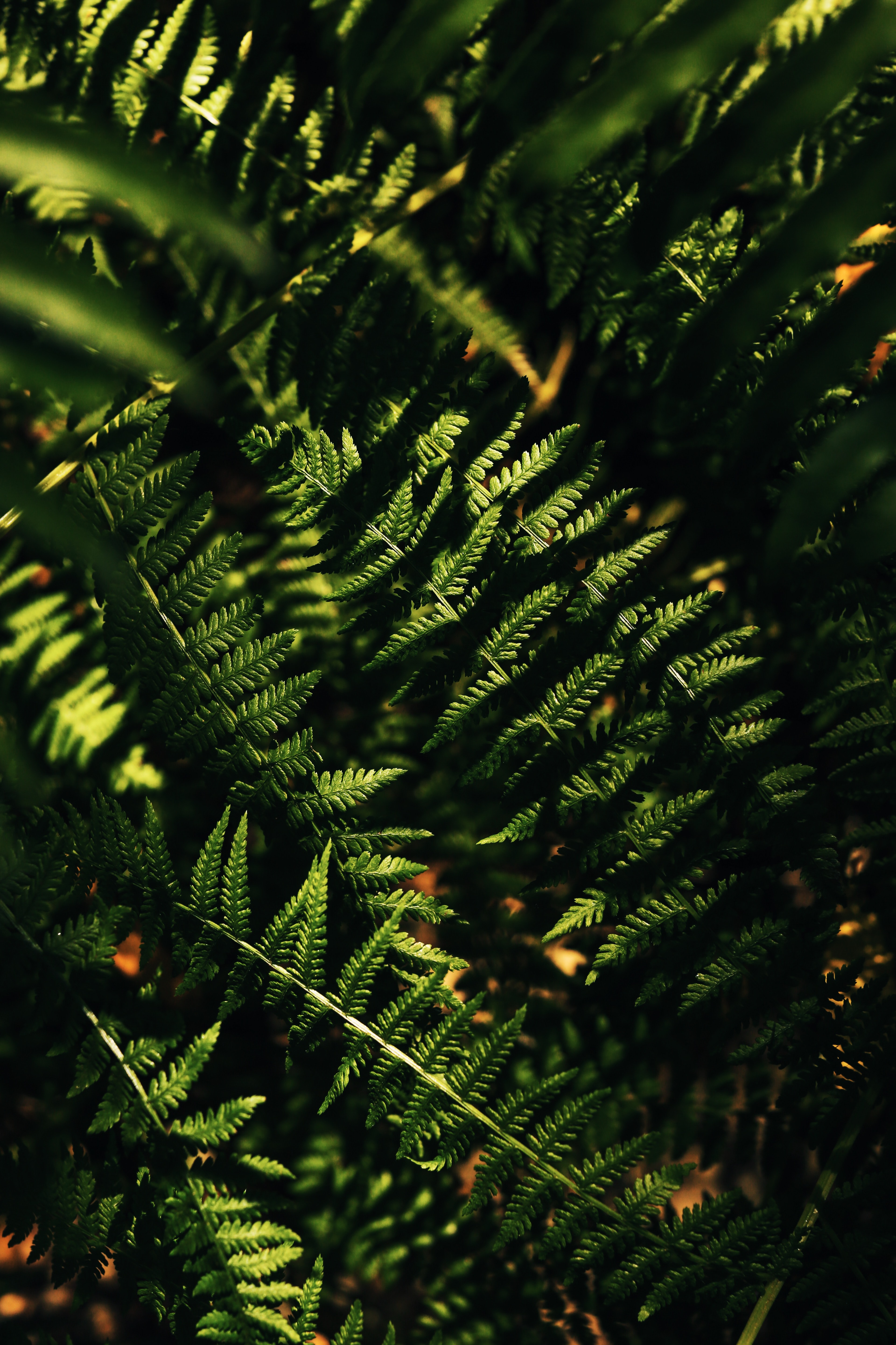 Download mobile wallpaper Branches, Leaves, Macro, Fern for free.