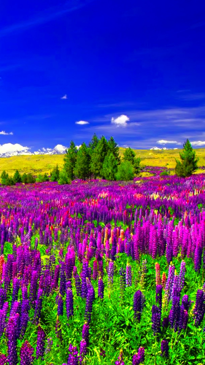 Handy-Wallpaper Landschaft, Blume, Lupinen, Lila Blume, Erde/natur kostenlos herunterladen.