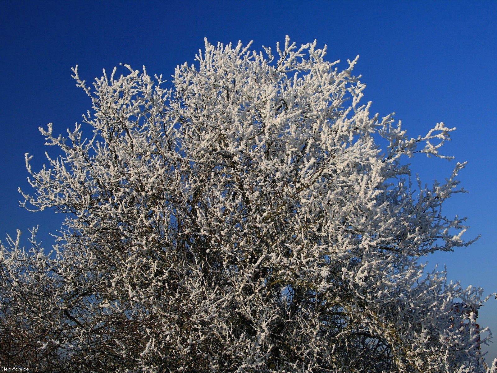 Download mobile wallpaper Tree, Frost, Hoarfrost, Cold, Branches, Sky, Wood, Winter, Nature for free.