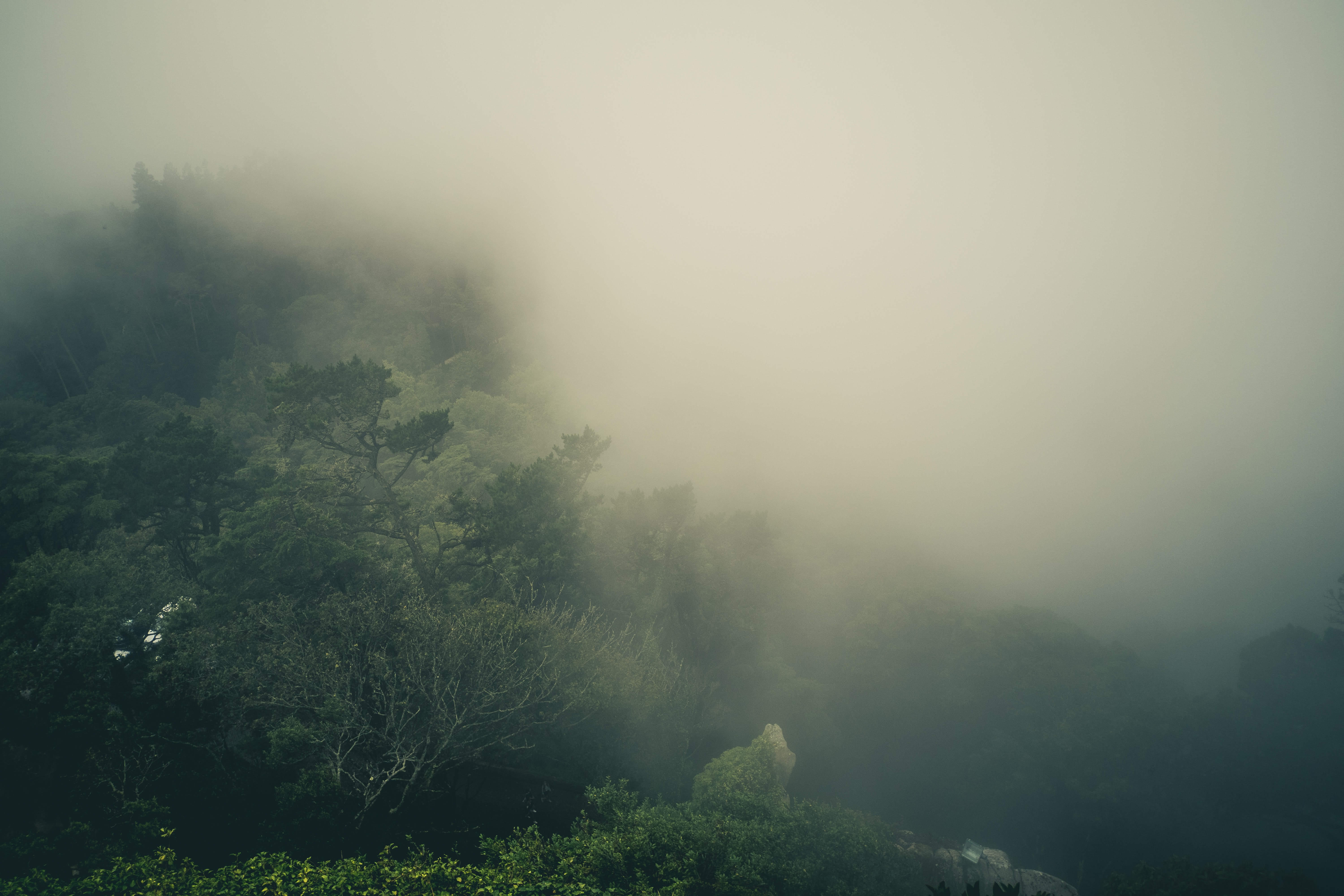 Скачать картинку Лес, Туман, Земля/природа в телефон бесплатно.