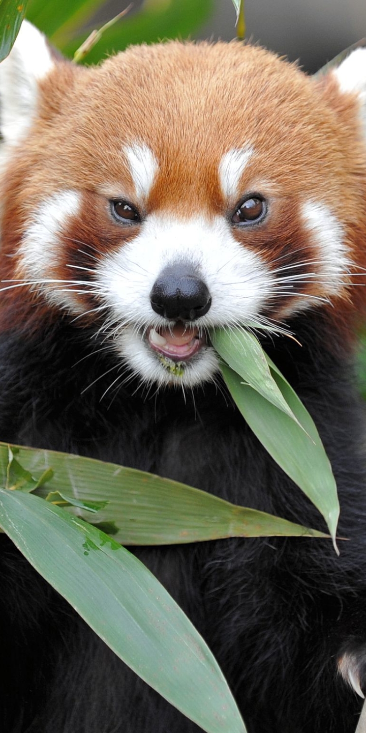 Descarga gratuita de fondo de pantalla para móvil de Animales, Panda Rojo.