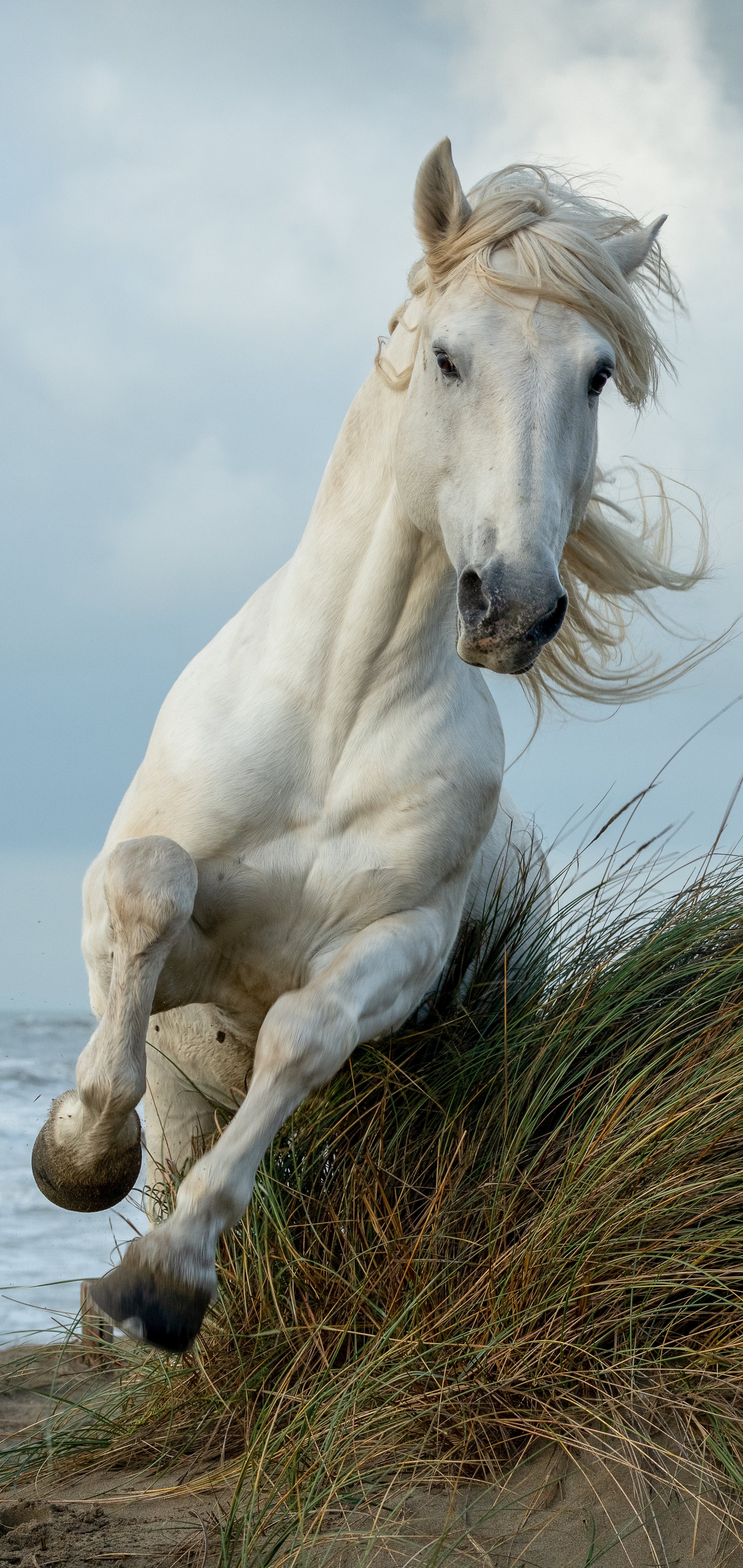 Téléchargez des papiers peints mobile Animaux, Cheval gratuitement.