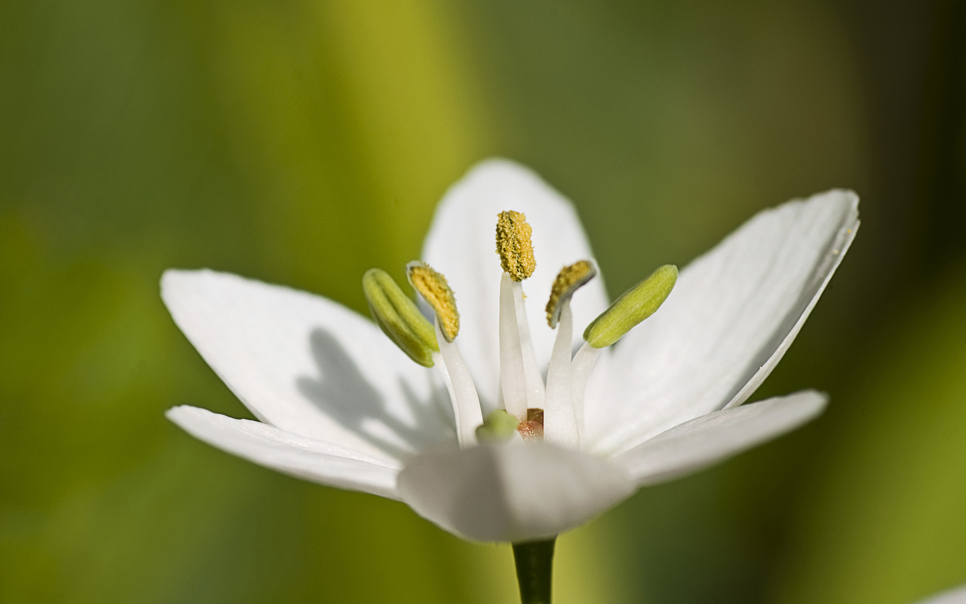 Handy-Wallpaper Blumen, Blume, Erde/natur kostenlos herunterladen.