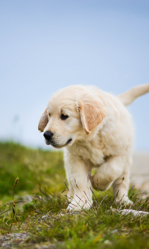 Handy-Wallpaper Tiere, Hunde, Hund, Welpen, Golden Retriever, Welpe kostenlos herunterladen.