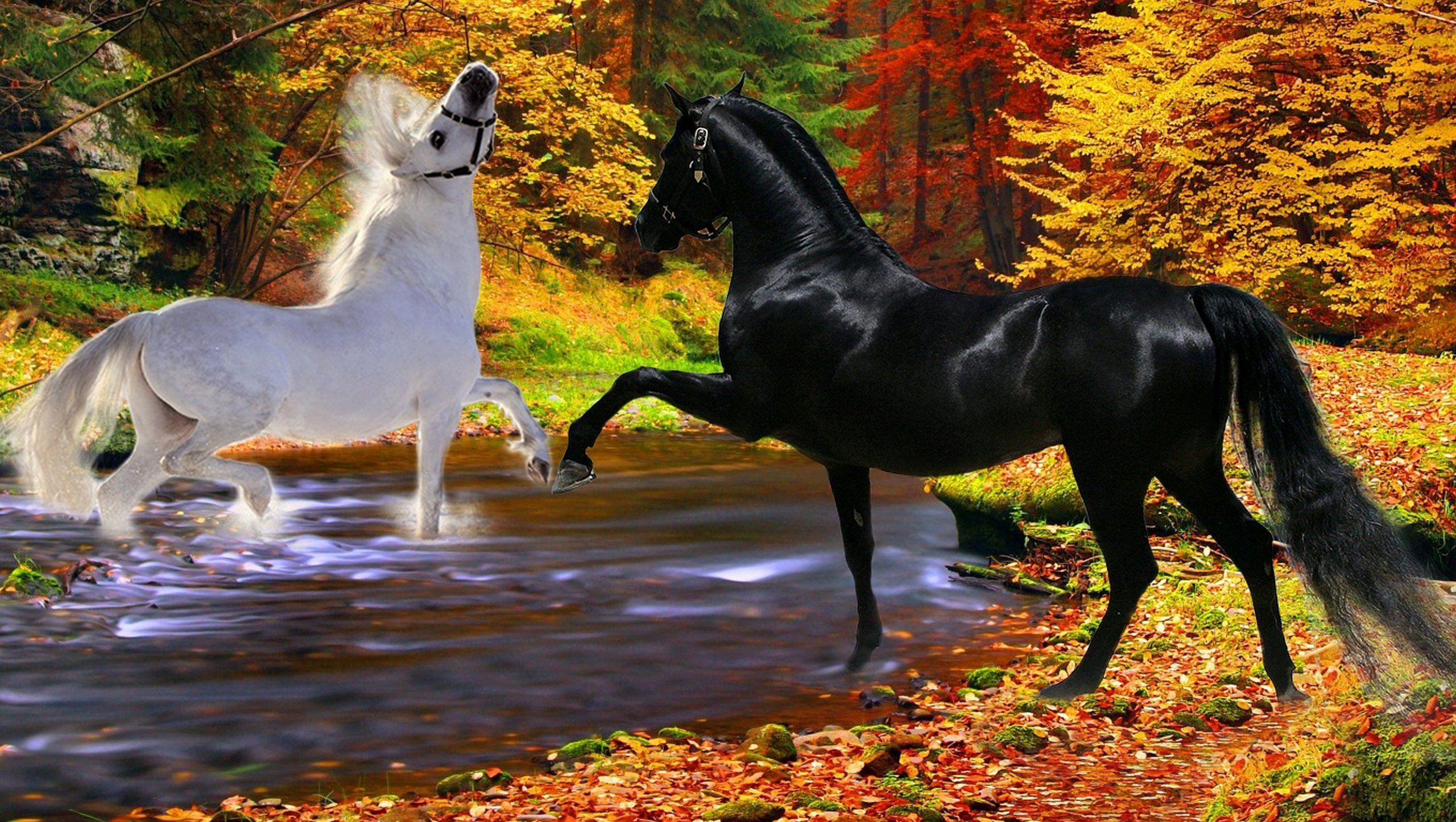 Download mobile wallpaper Animal, Horse for free.